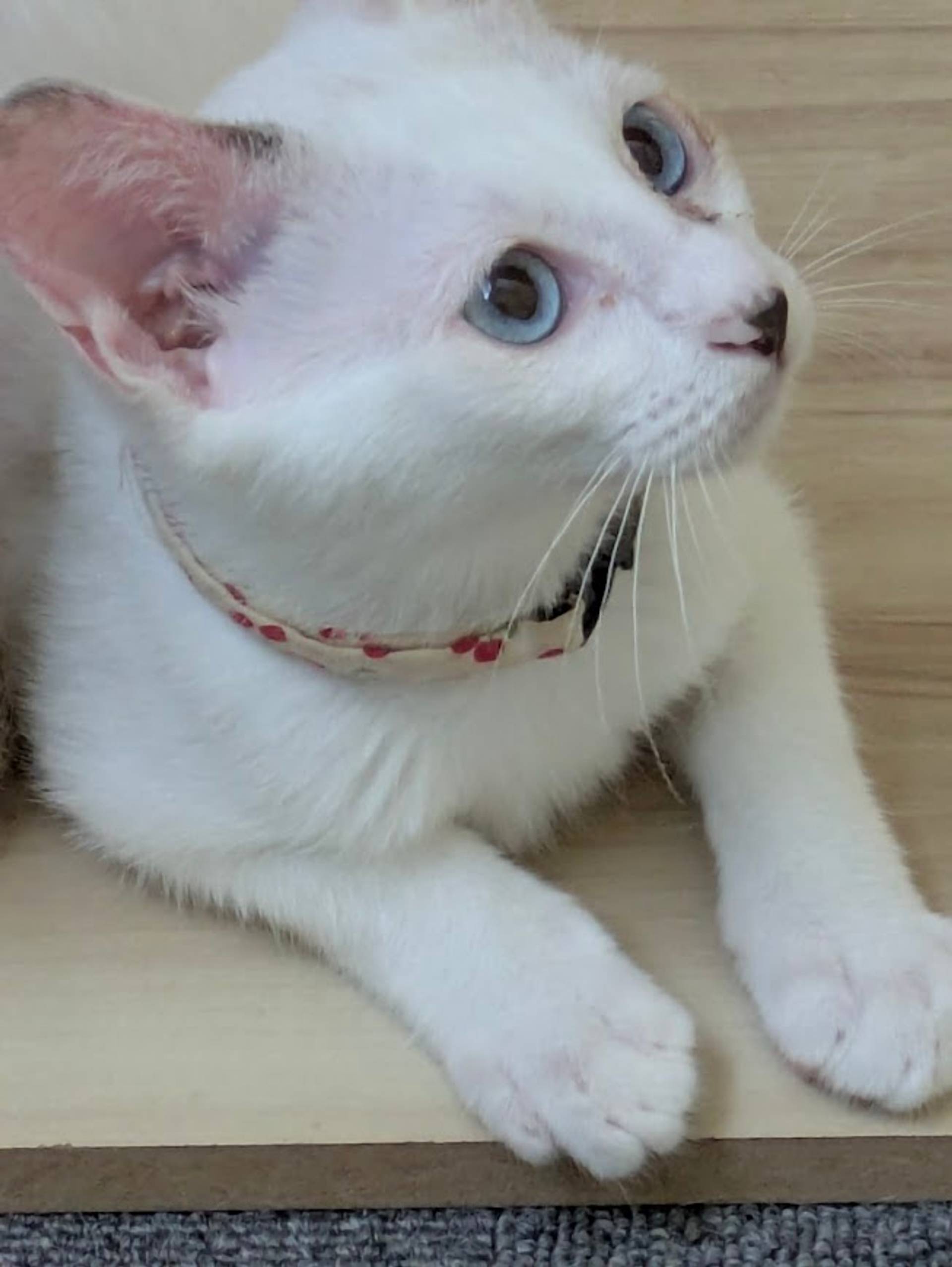 雑種（ミックス猫）・メスの里親募集の写真