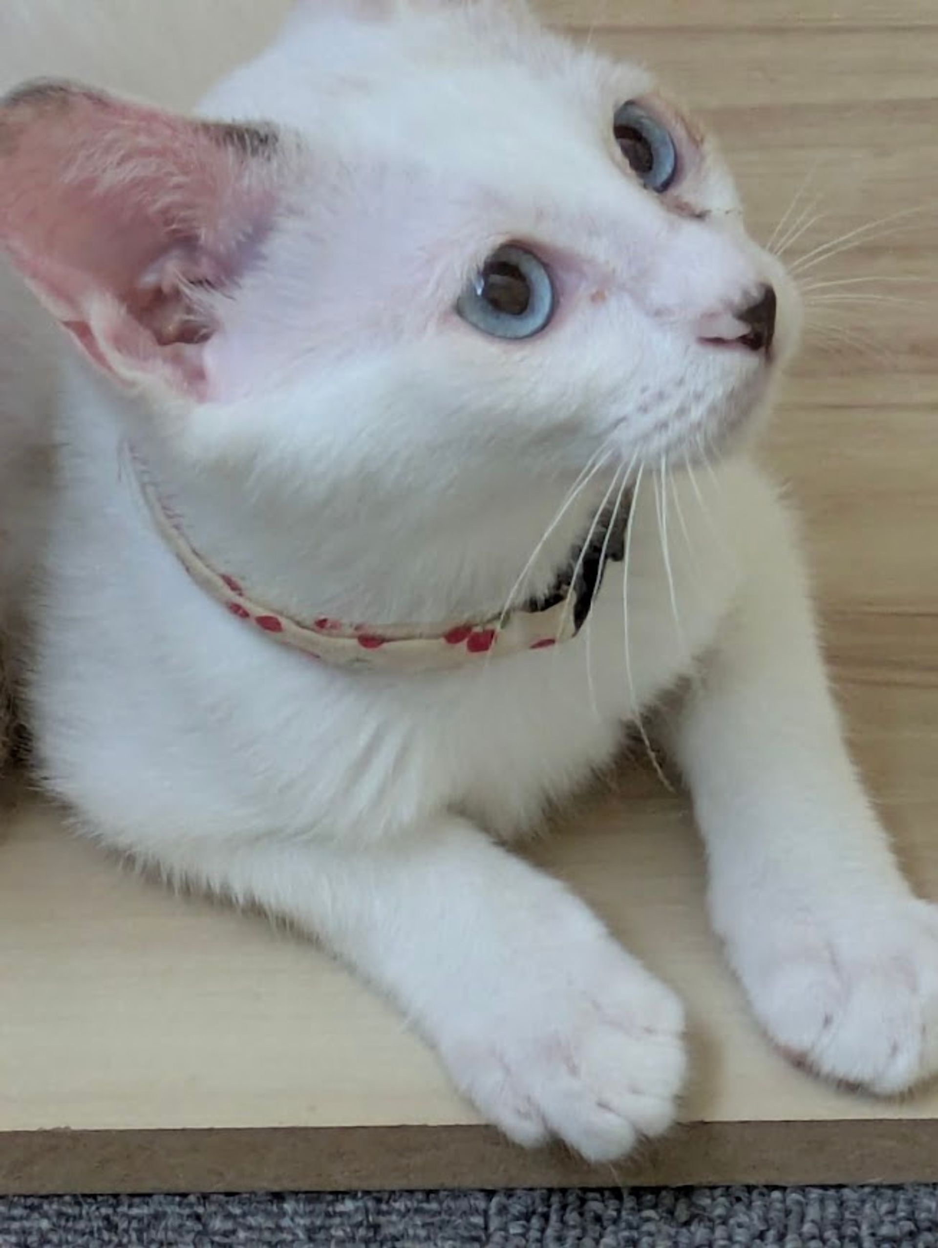雑種（ミックス猫）・メスの里親募集の写真
