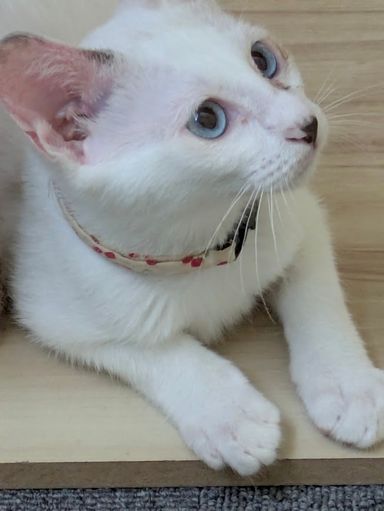 シーコちゃんの写真