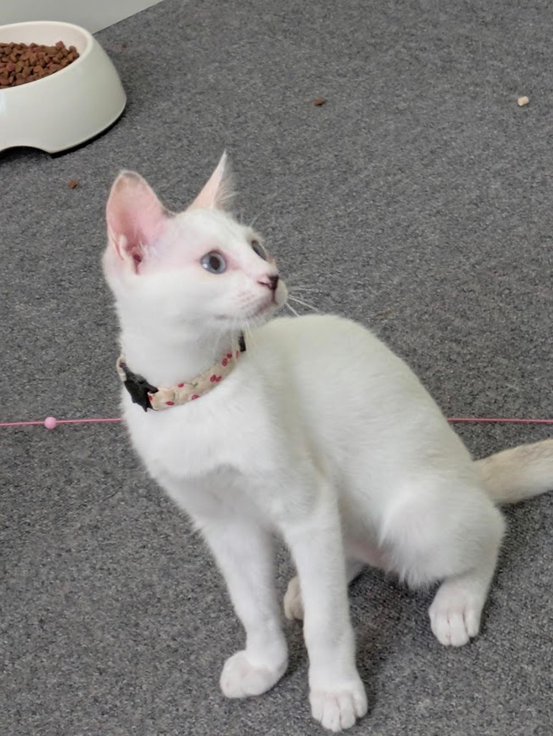 pet-image-3