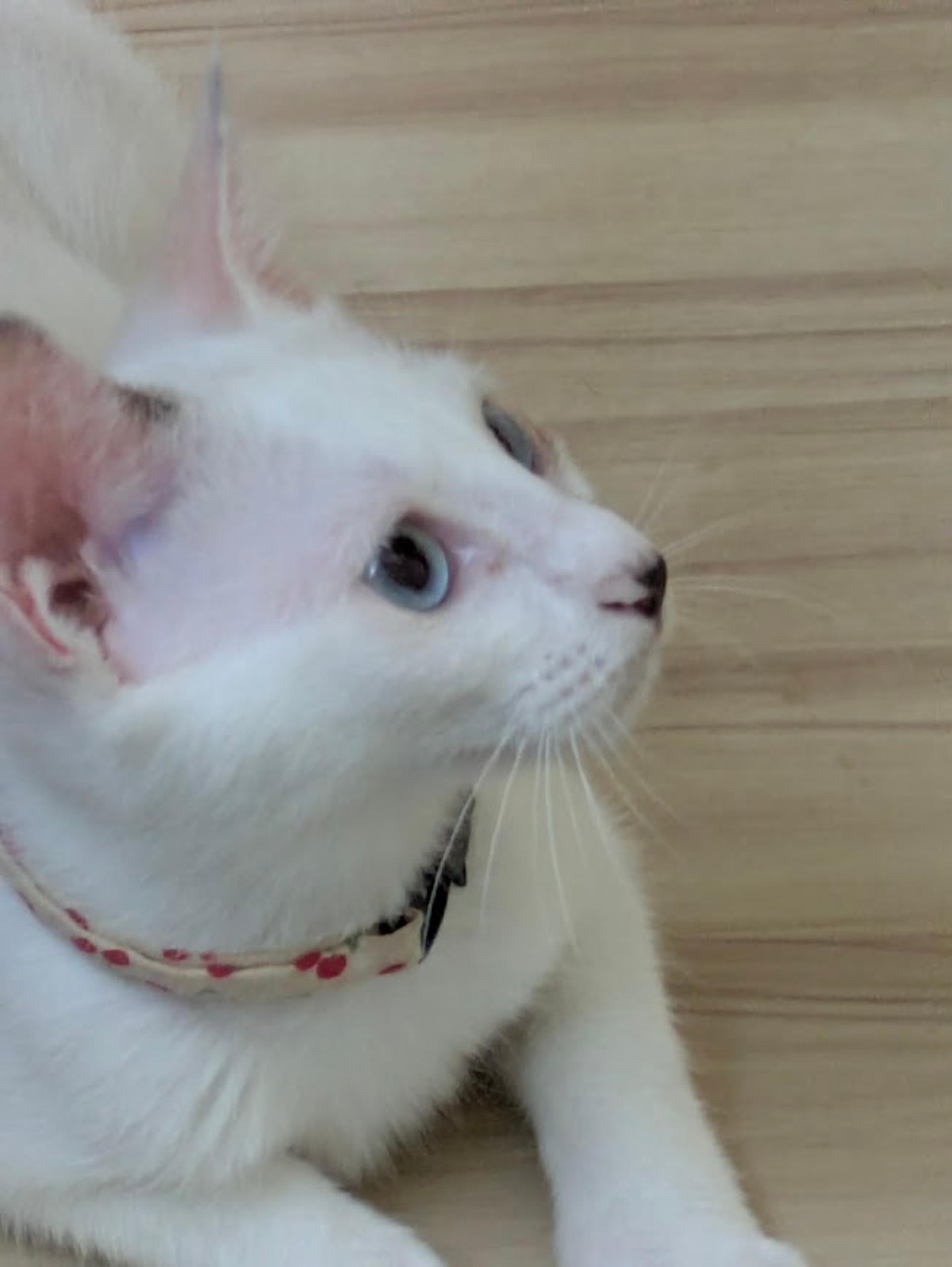 pet-image-4