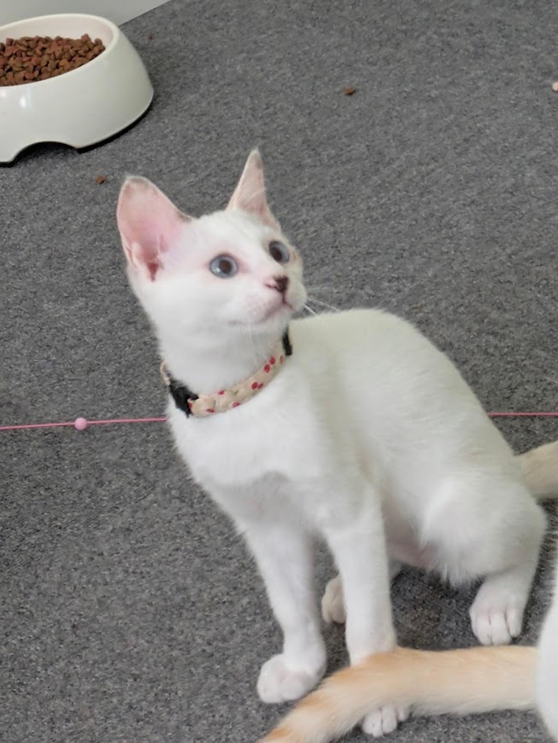 pet-image-6
