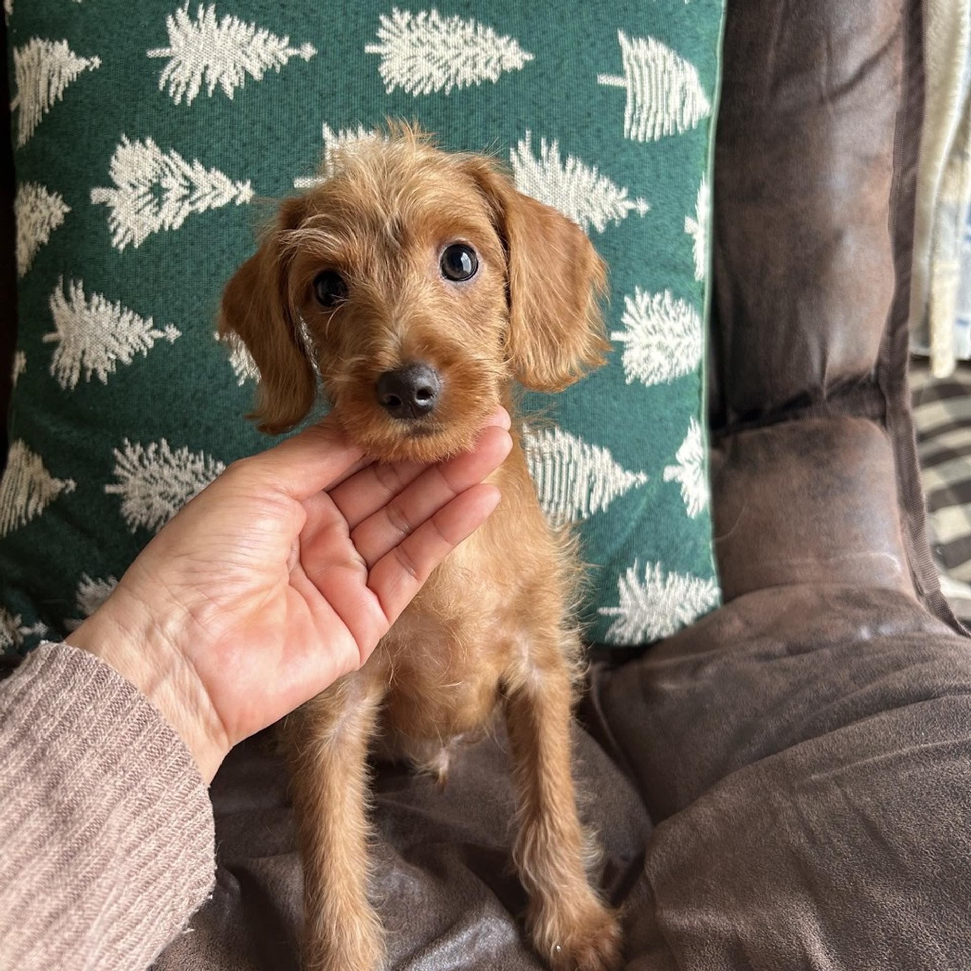 pet-image-3