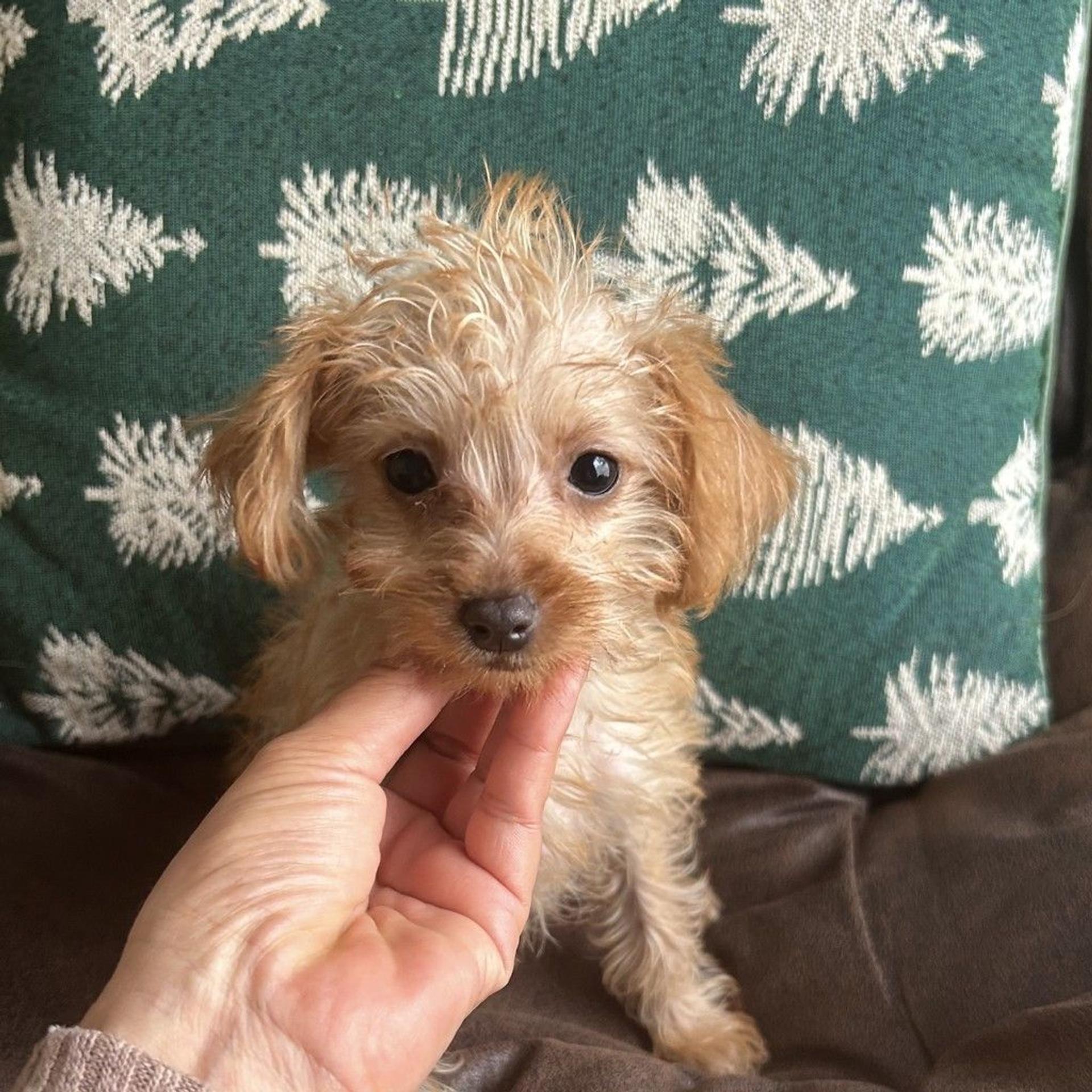 pet-image-2