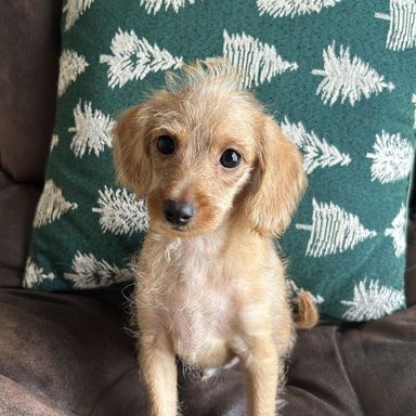さんちゃんの写真