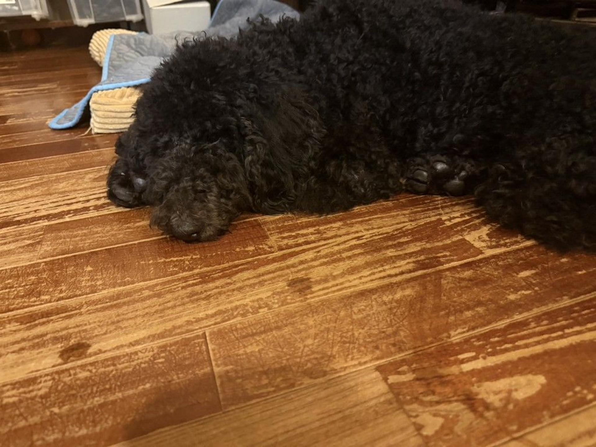 pet-image-2