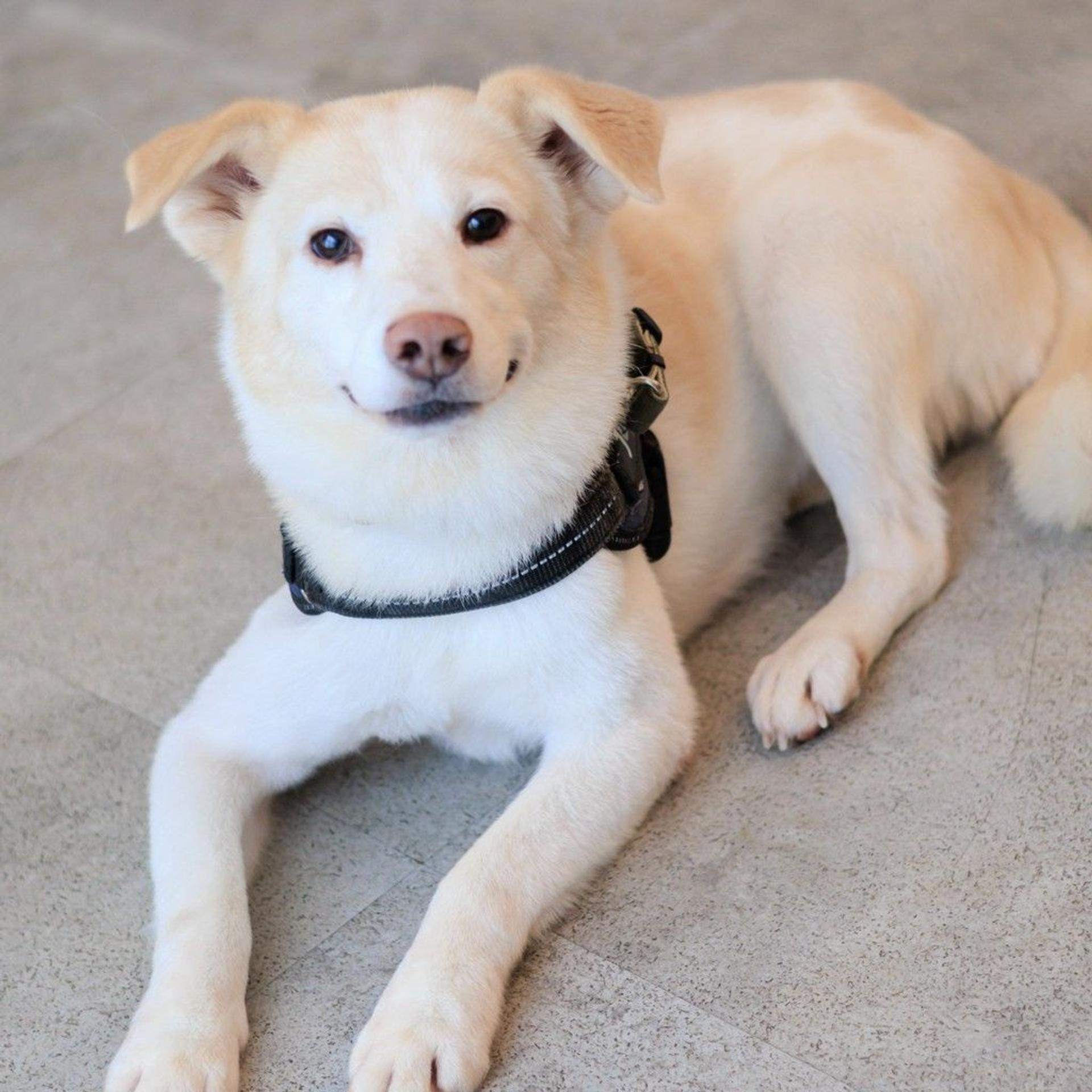 pet-image-4