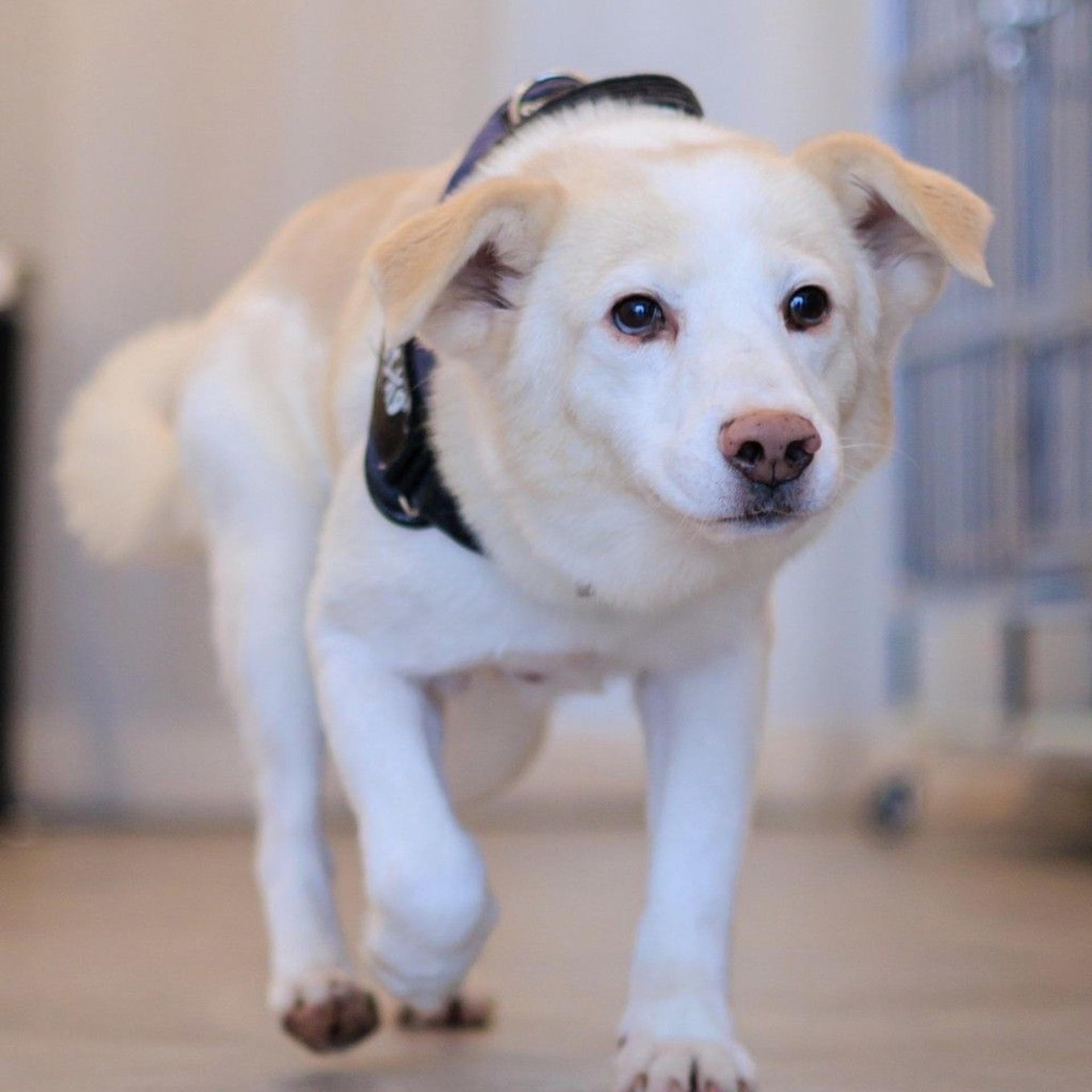 pet-image-5