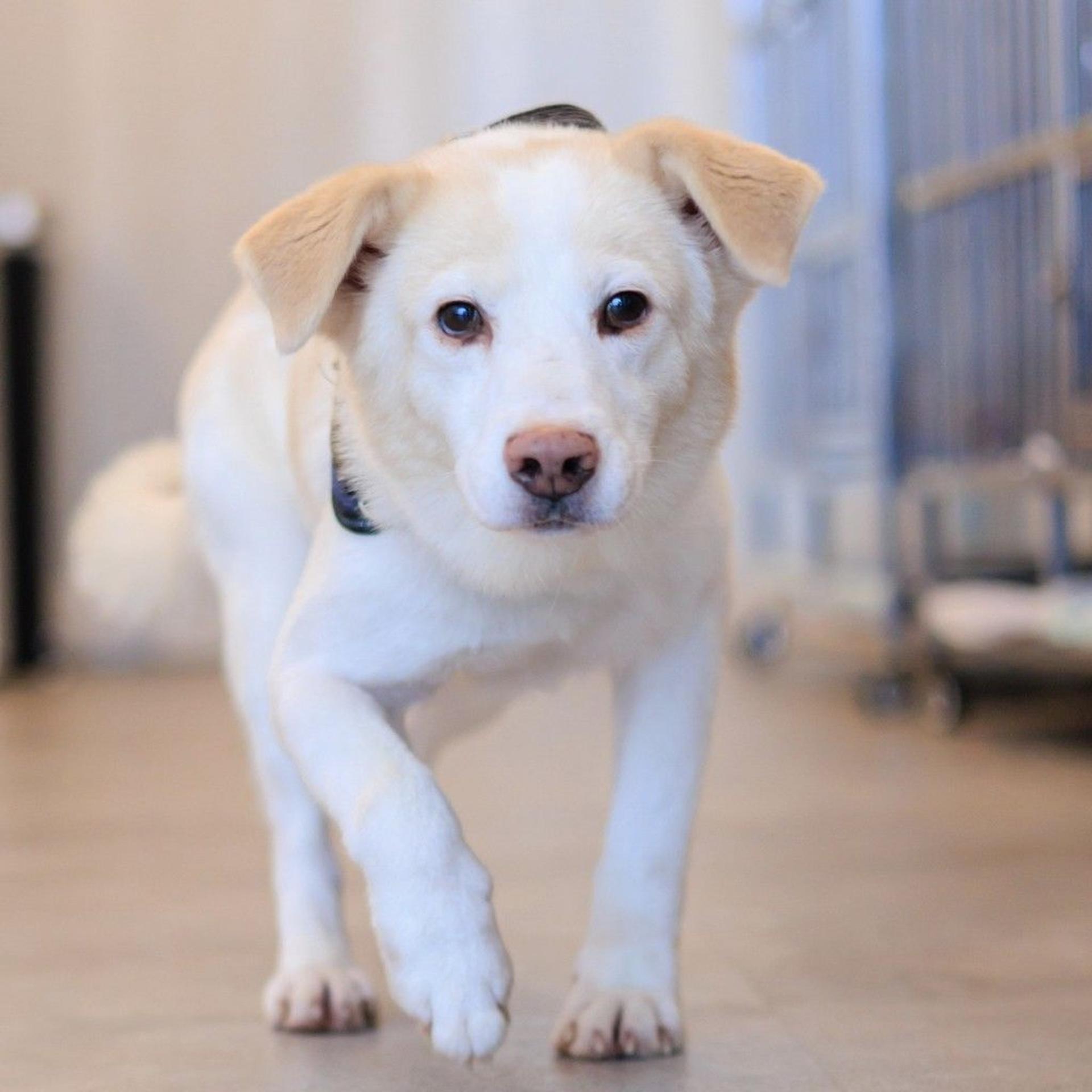 pet-image-6