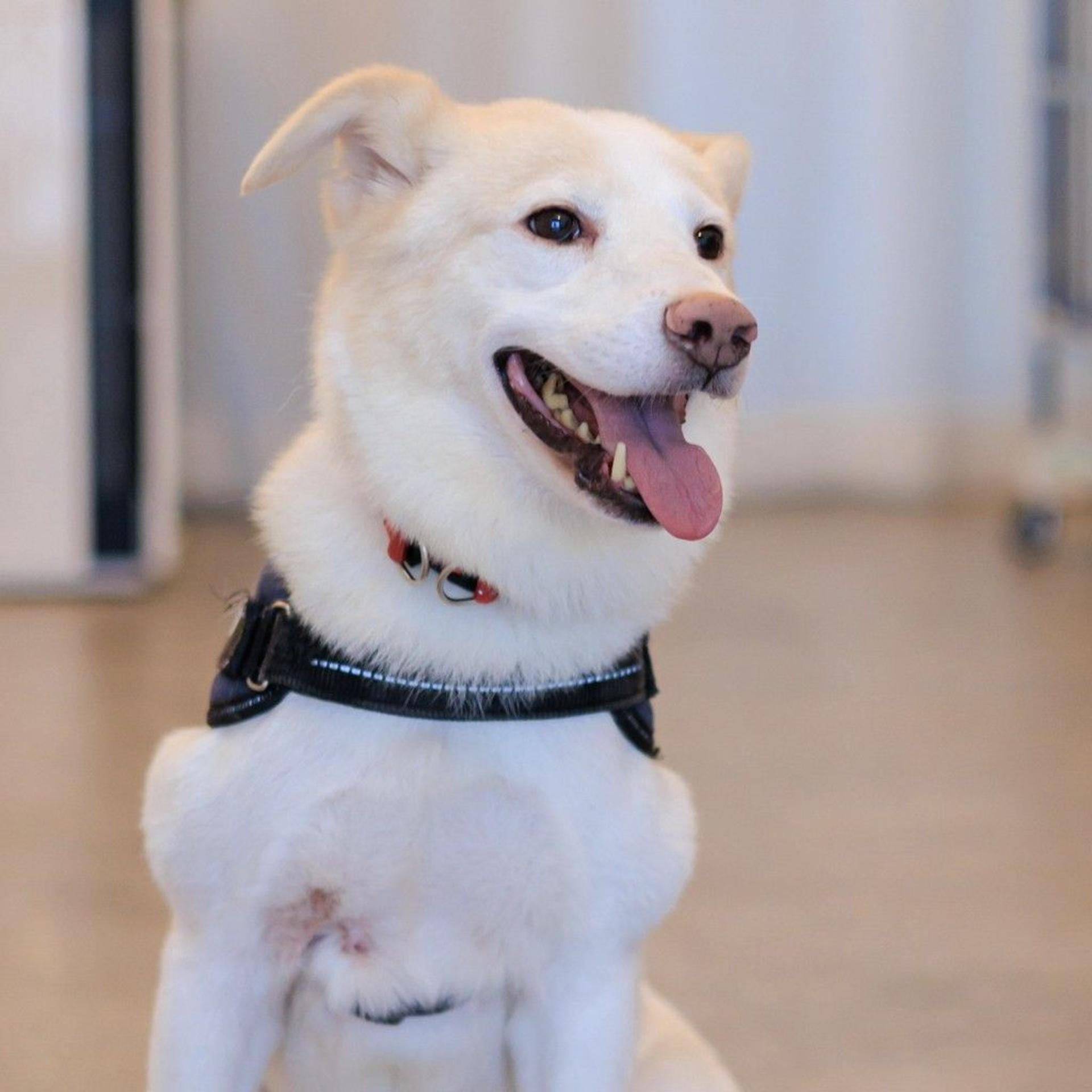pet-image-7