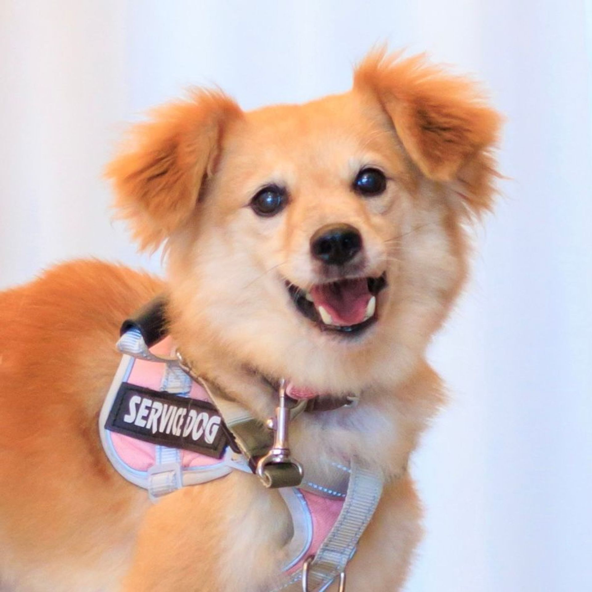 雑種（ミックス犬）・メスの里親募集の写真