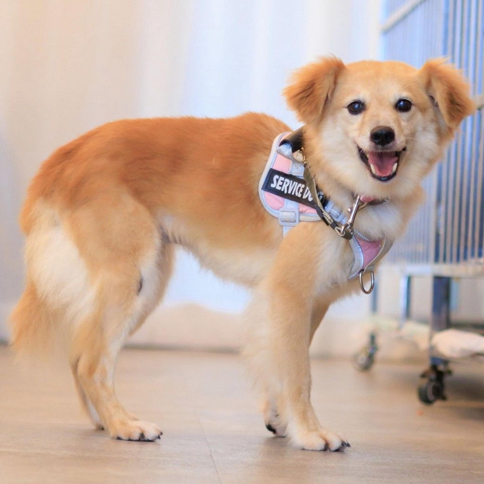 pet-image-2