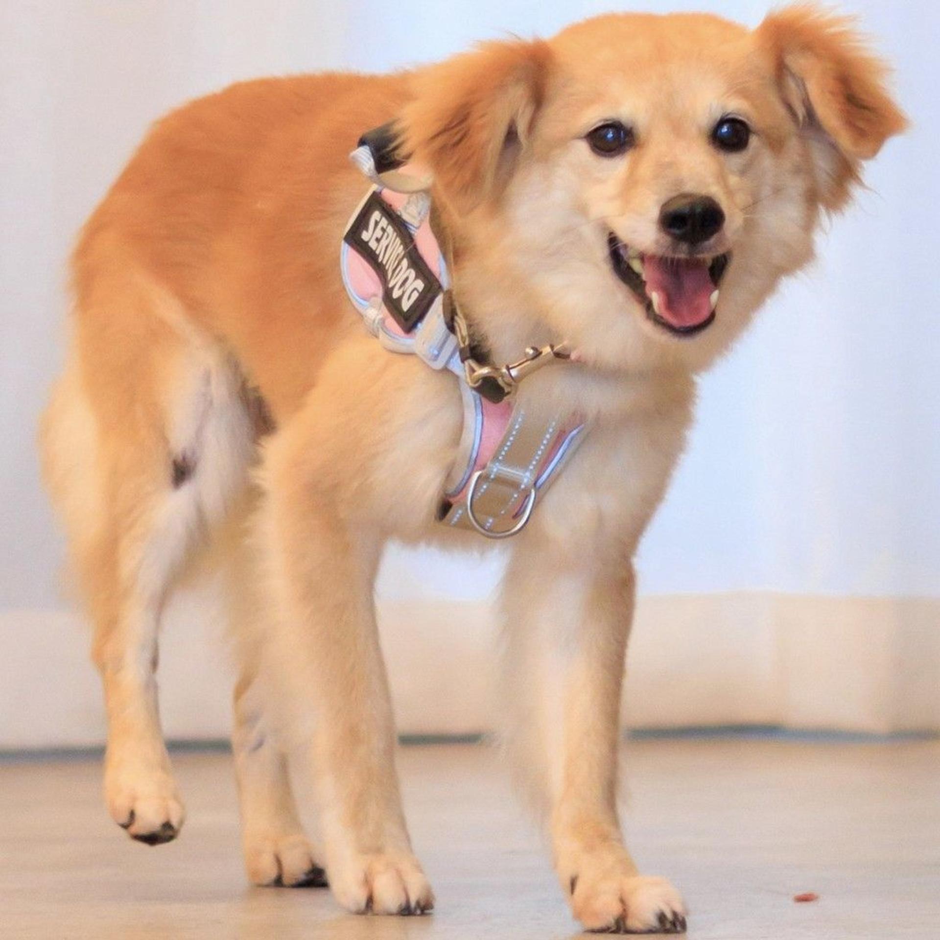 pet-image-3
