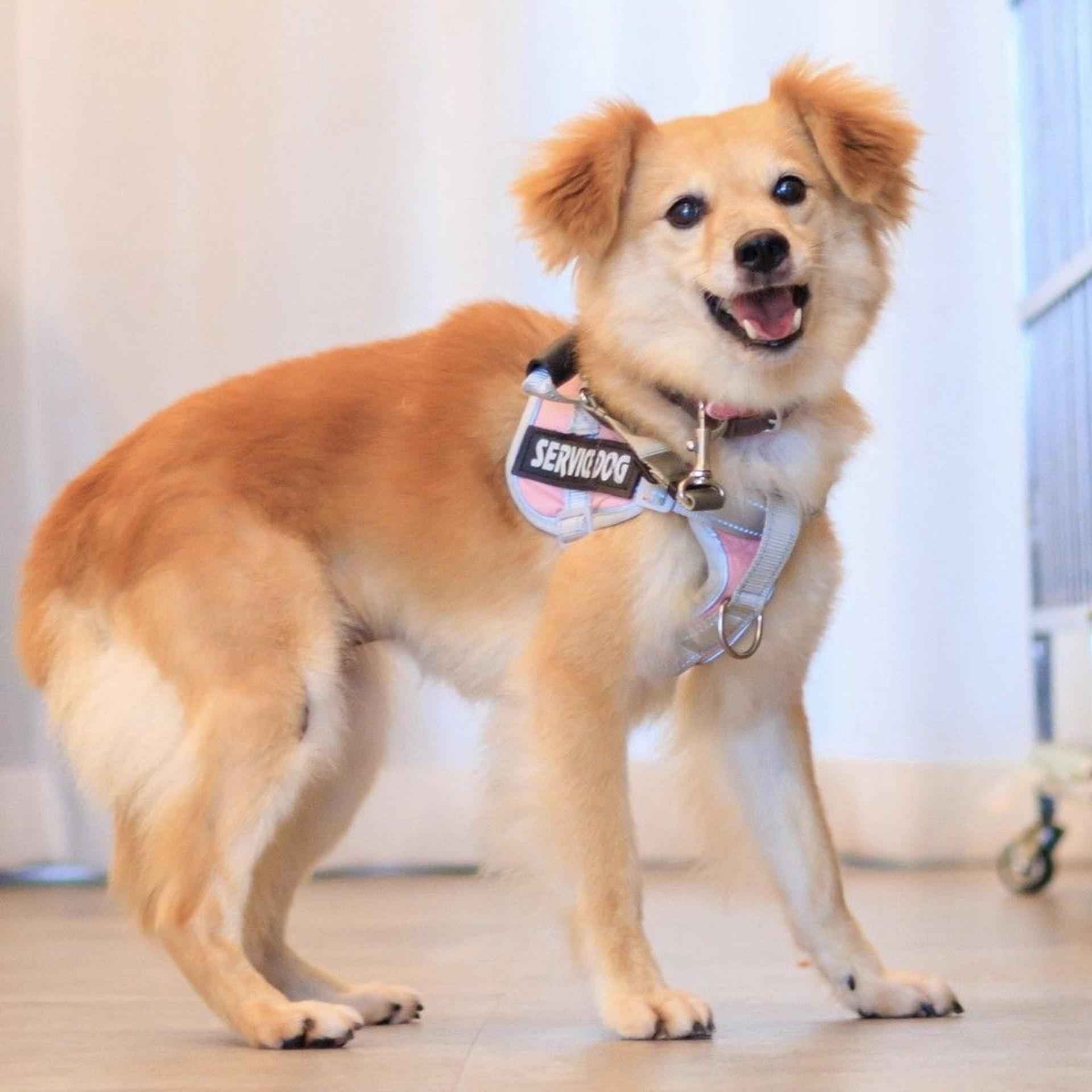 pet-image-5