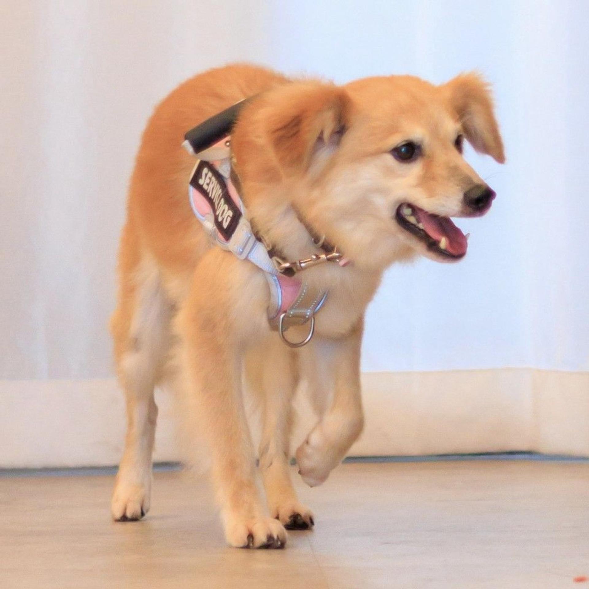 pet-image-7