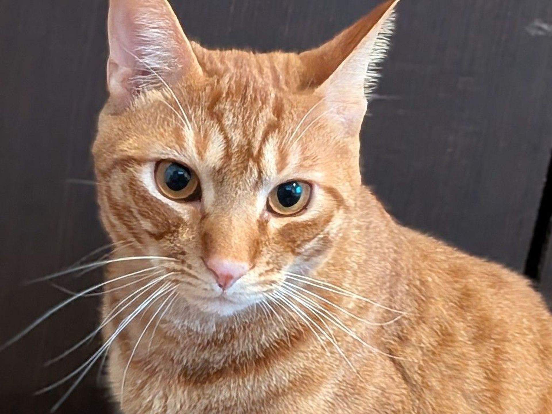 雑種（ミックス猫）・オスの里親募集の写真