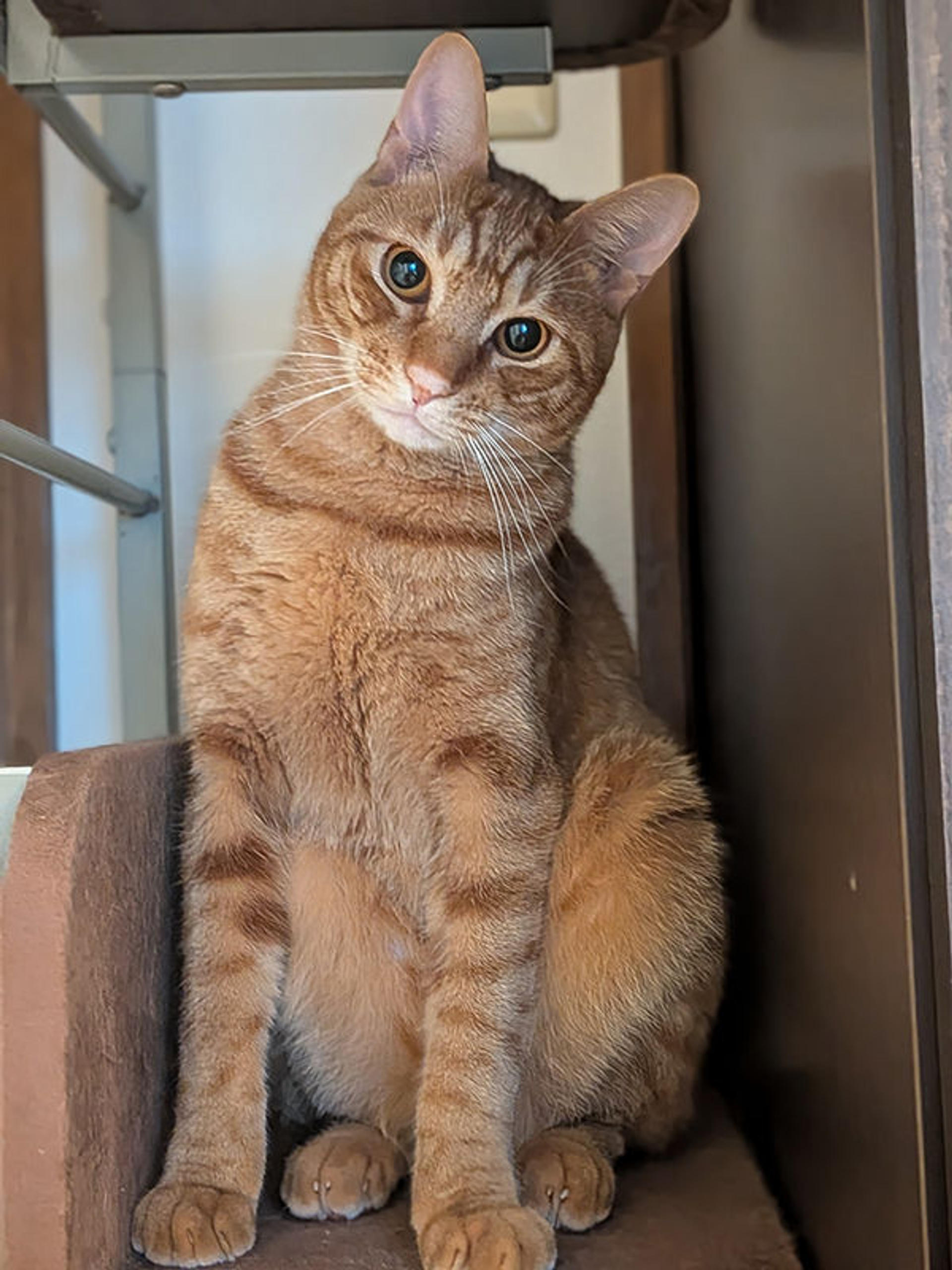 pet-image-2