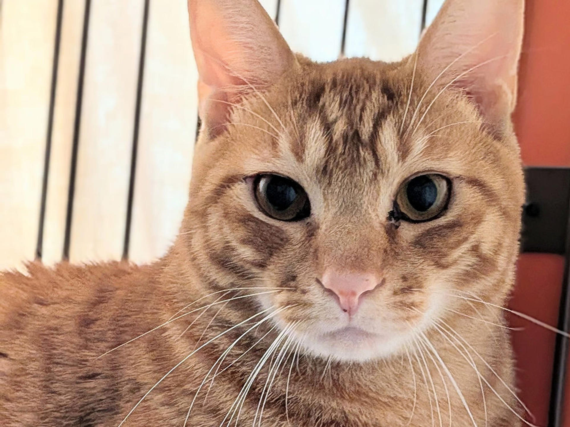 pet-image-5