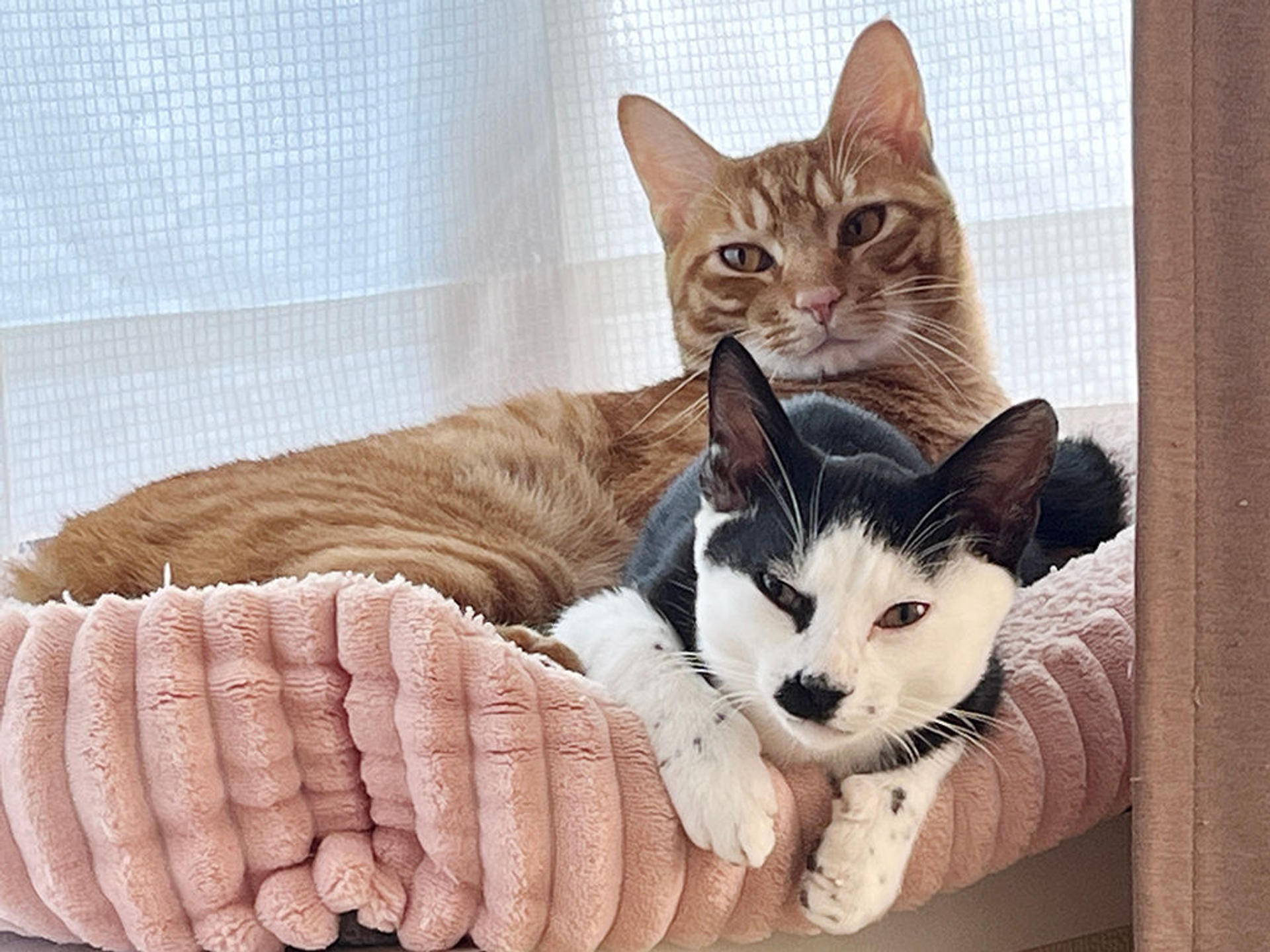 pet-image-6