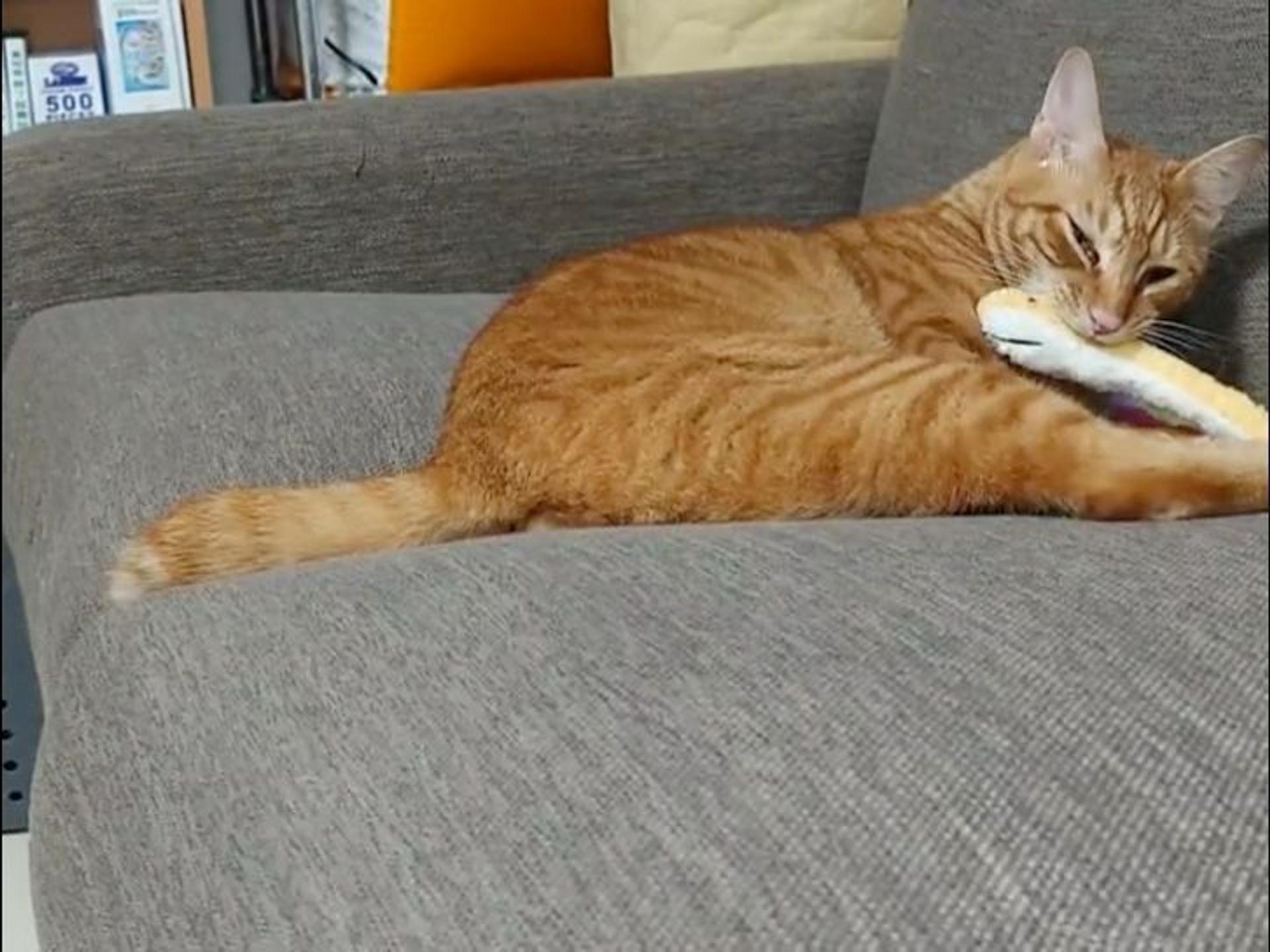 pet-image-9