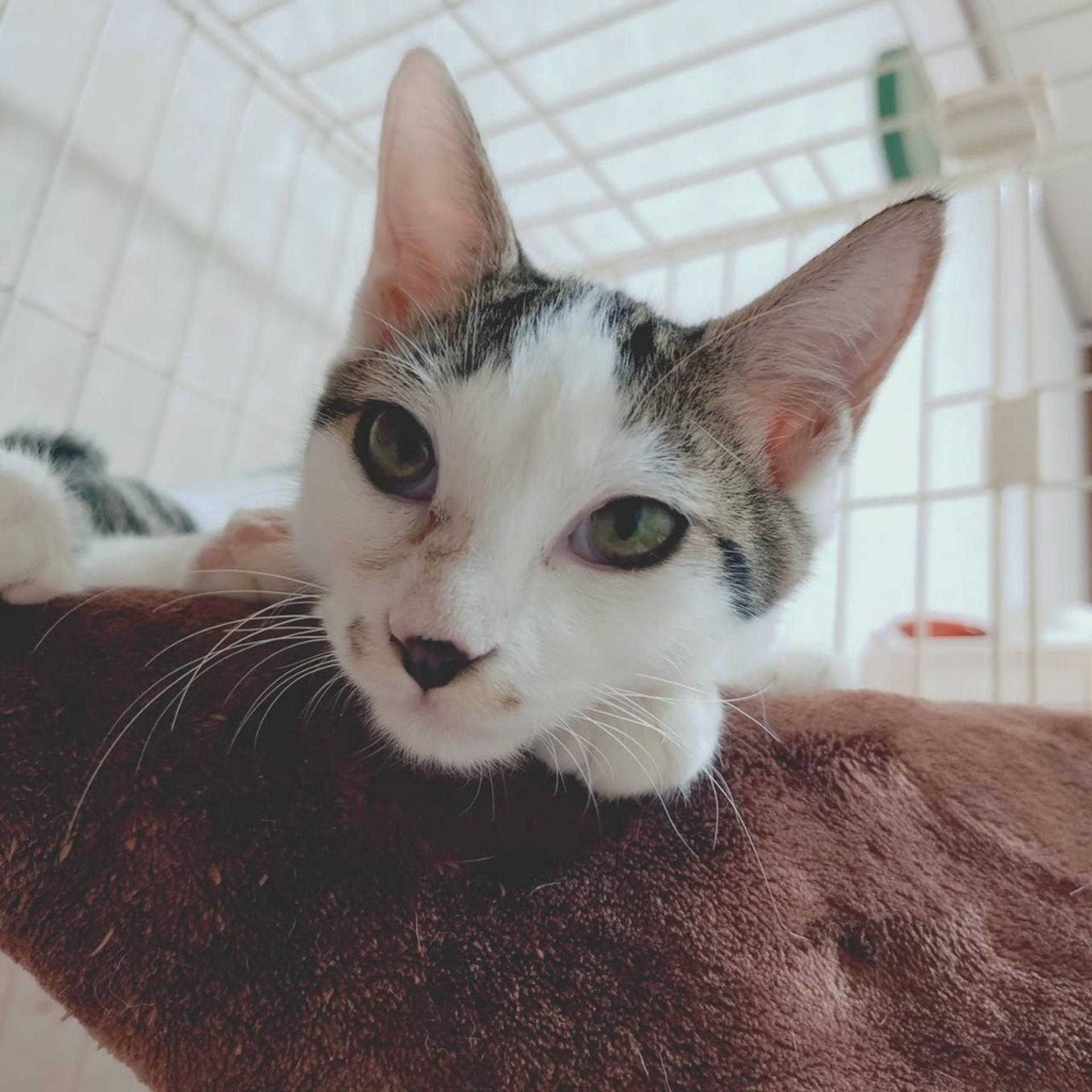 pet-image-2
