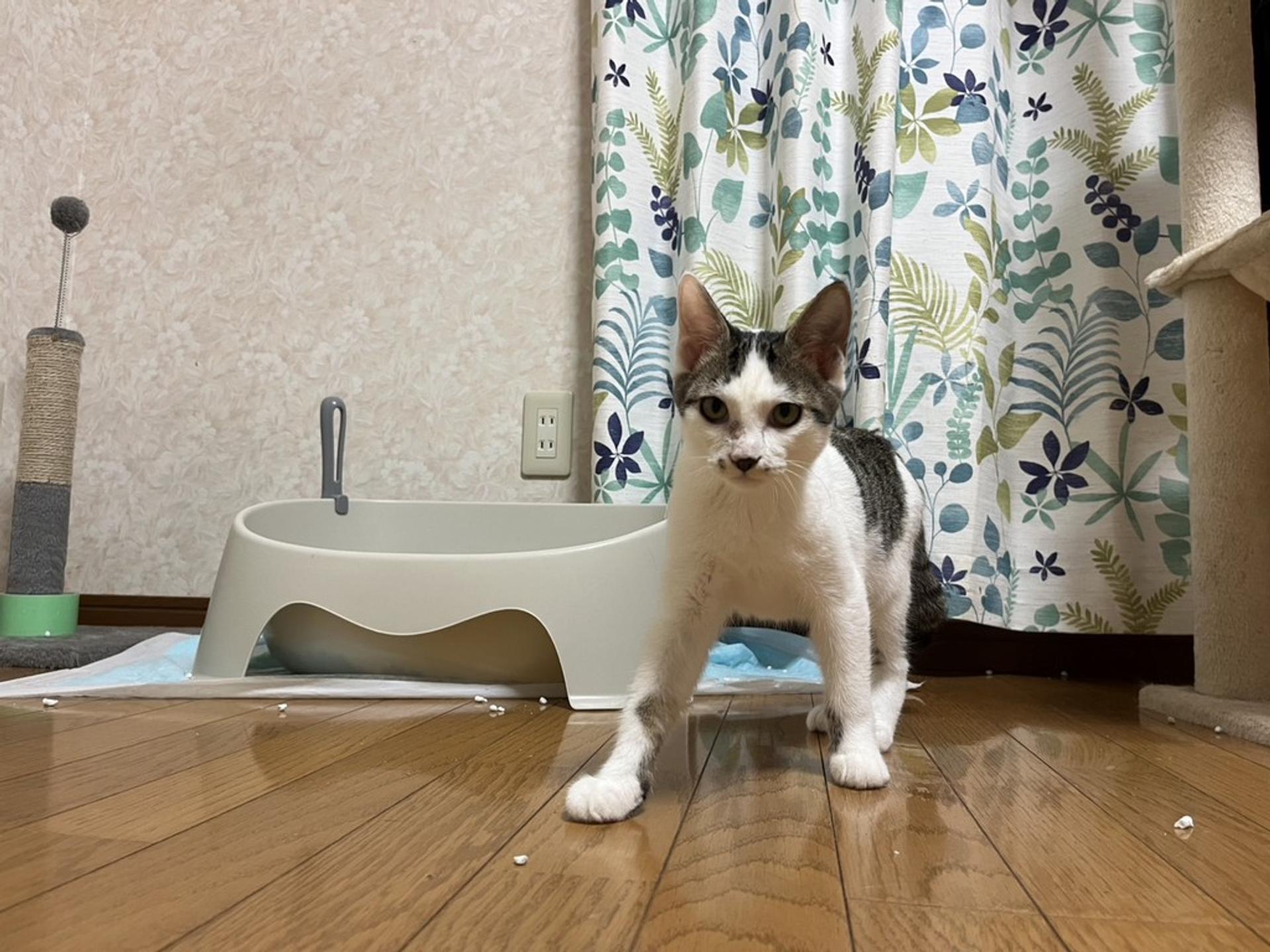 pet-image-3