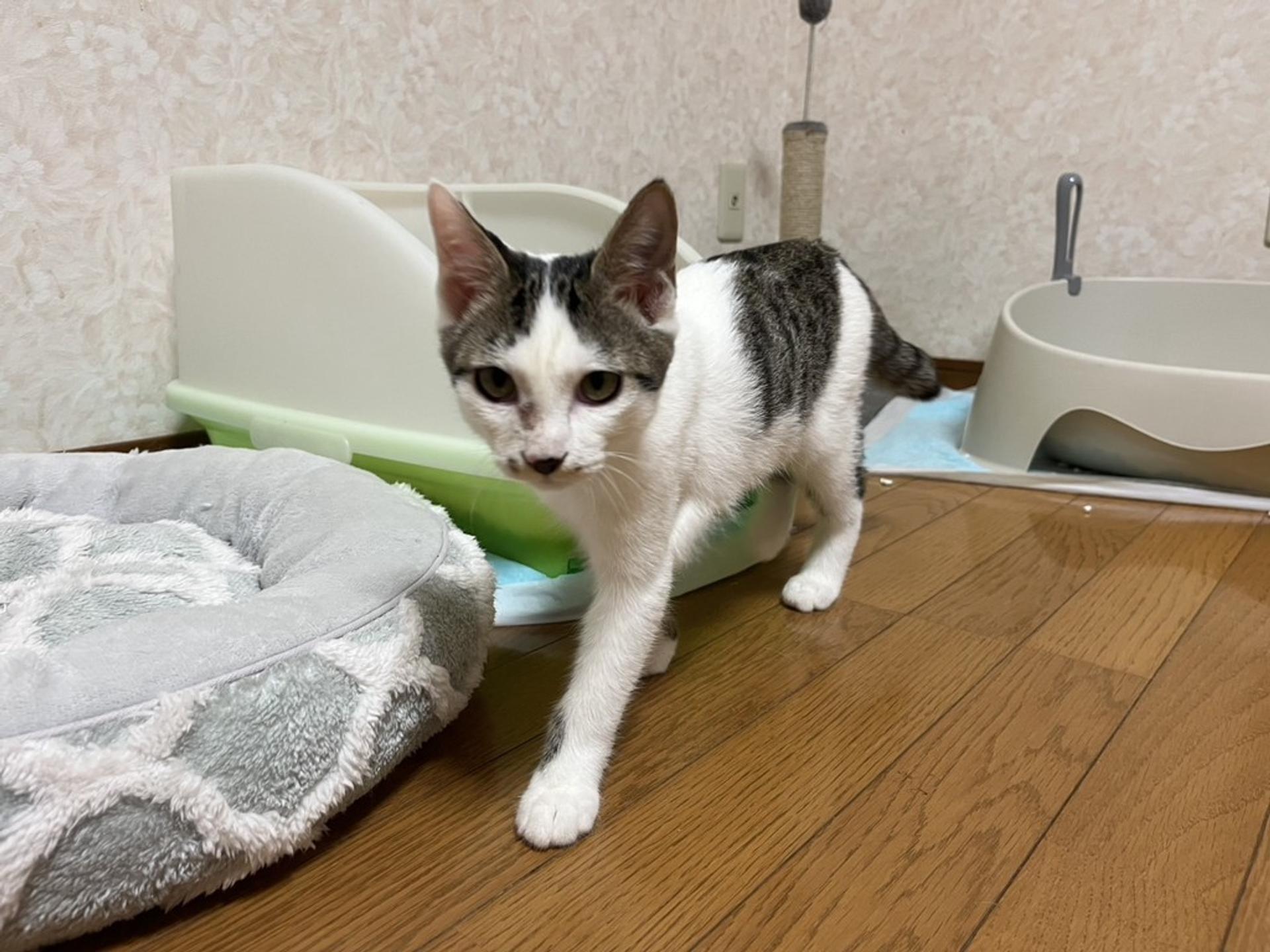 pet-image-4
