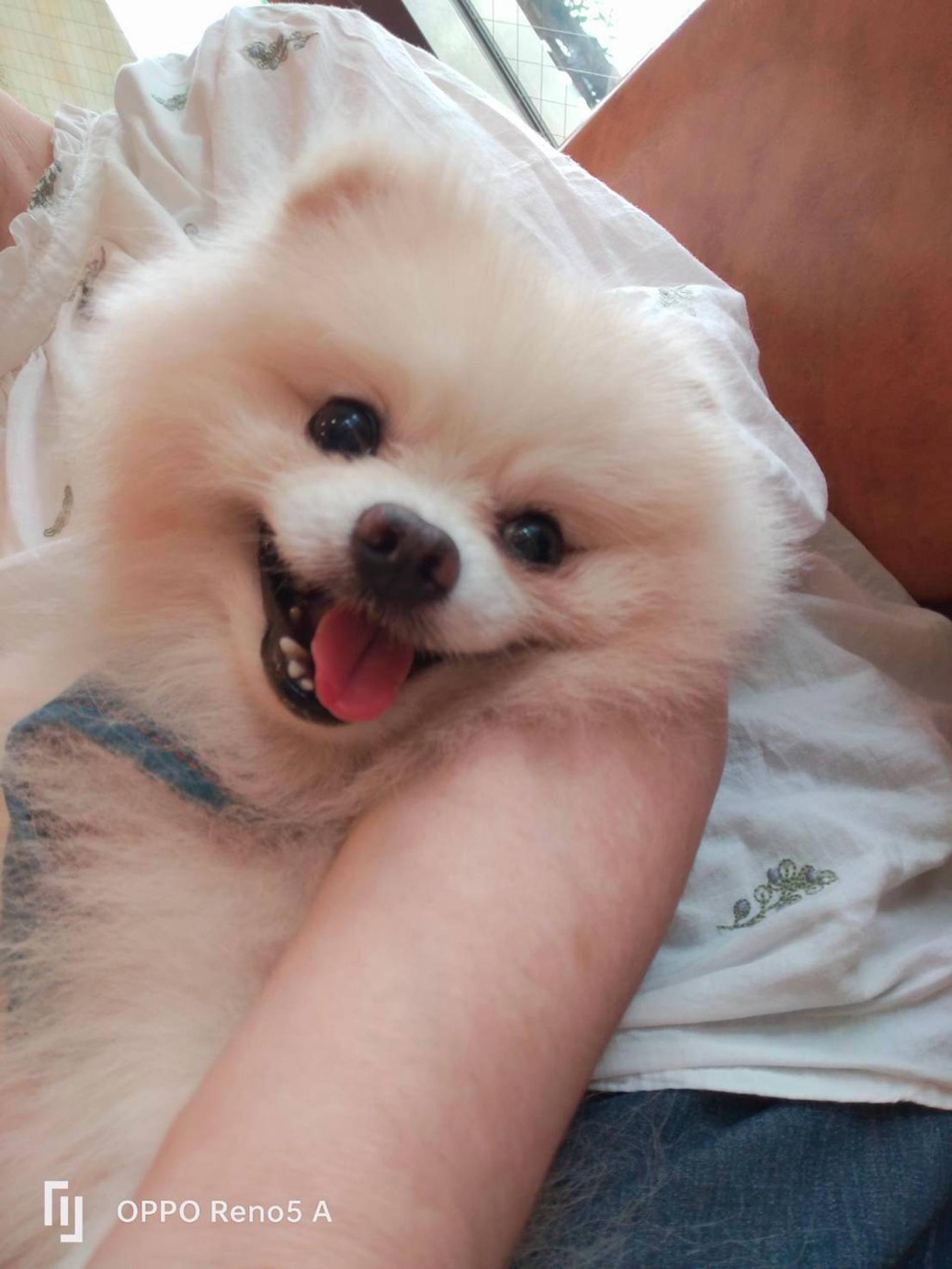 pet-image-3
