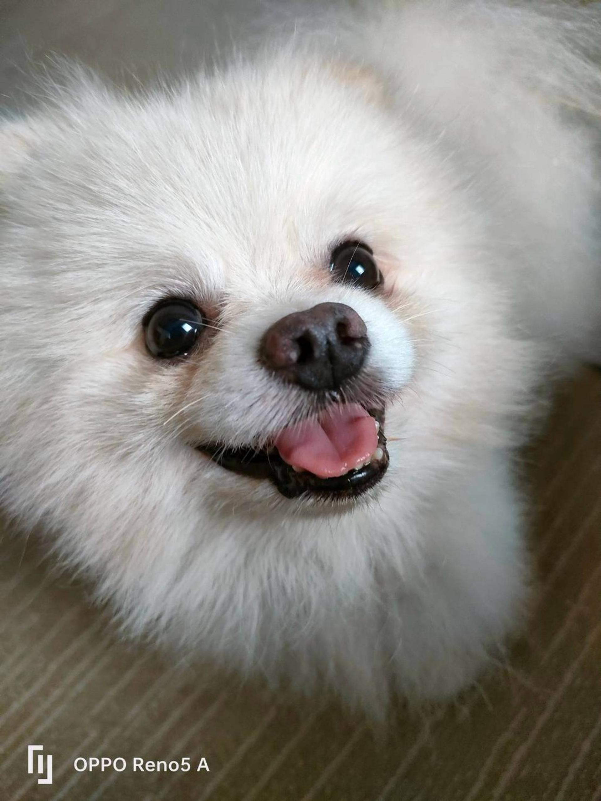 pet-image-4
