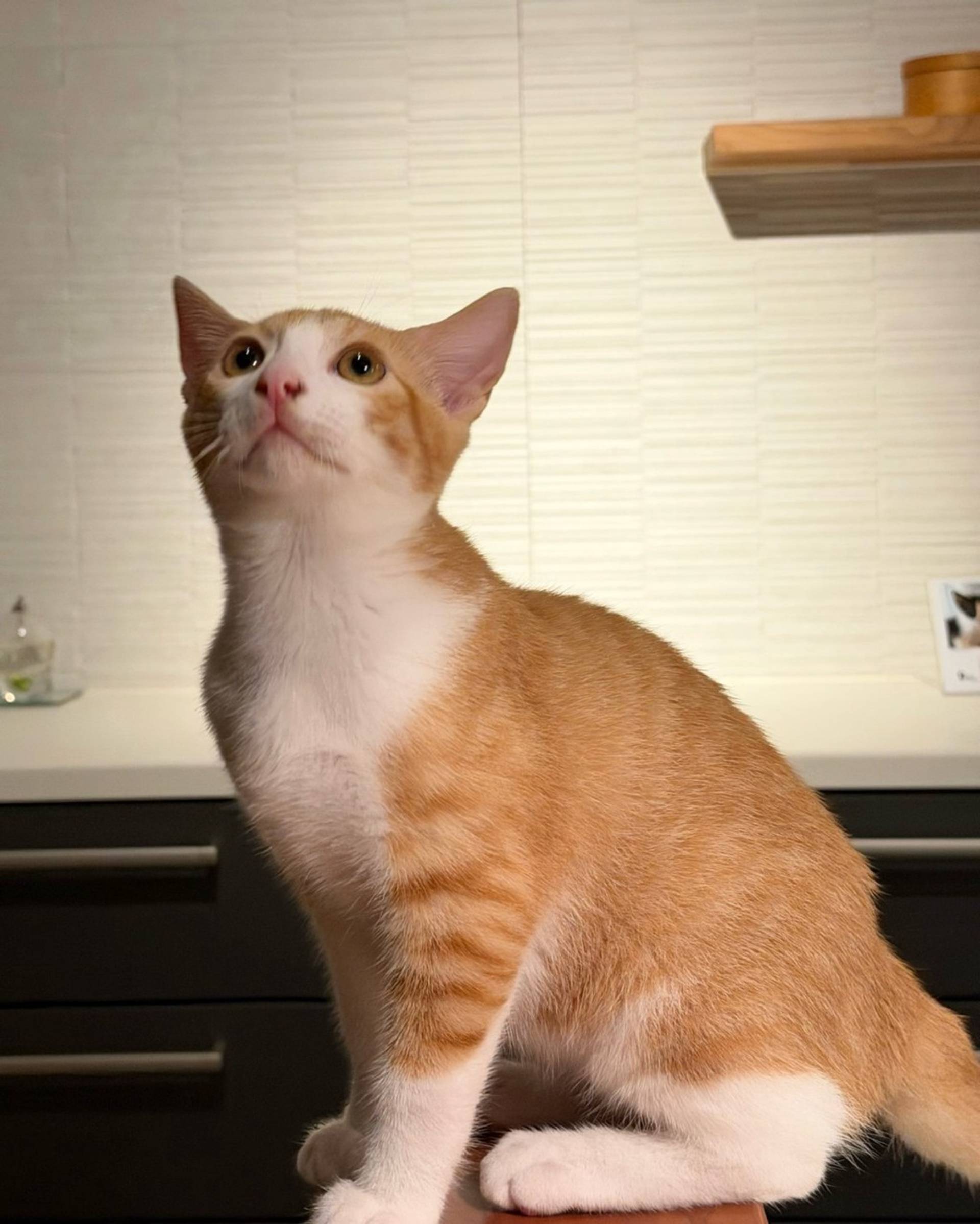 雑種（ミックス猫）・オスの里親募集の写真