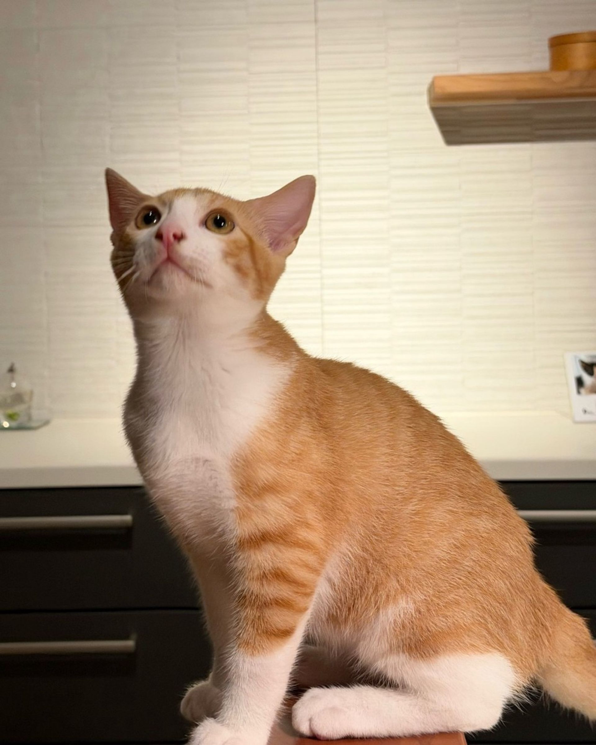 雑種（ミックス猫）・オスの里親募集の写真