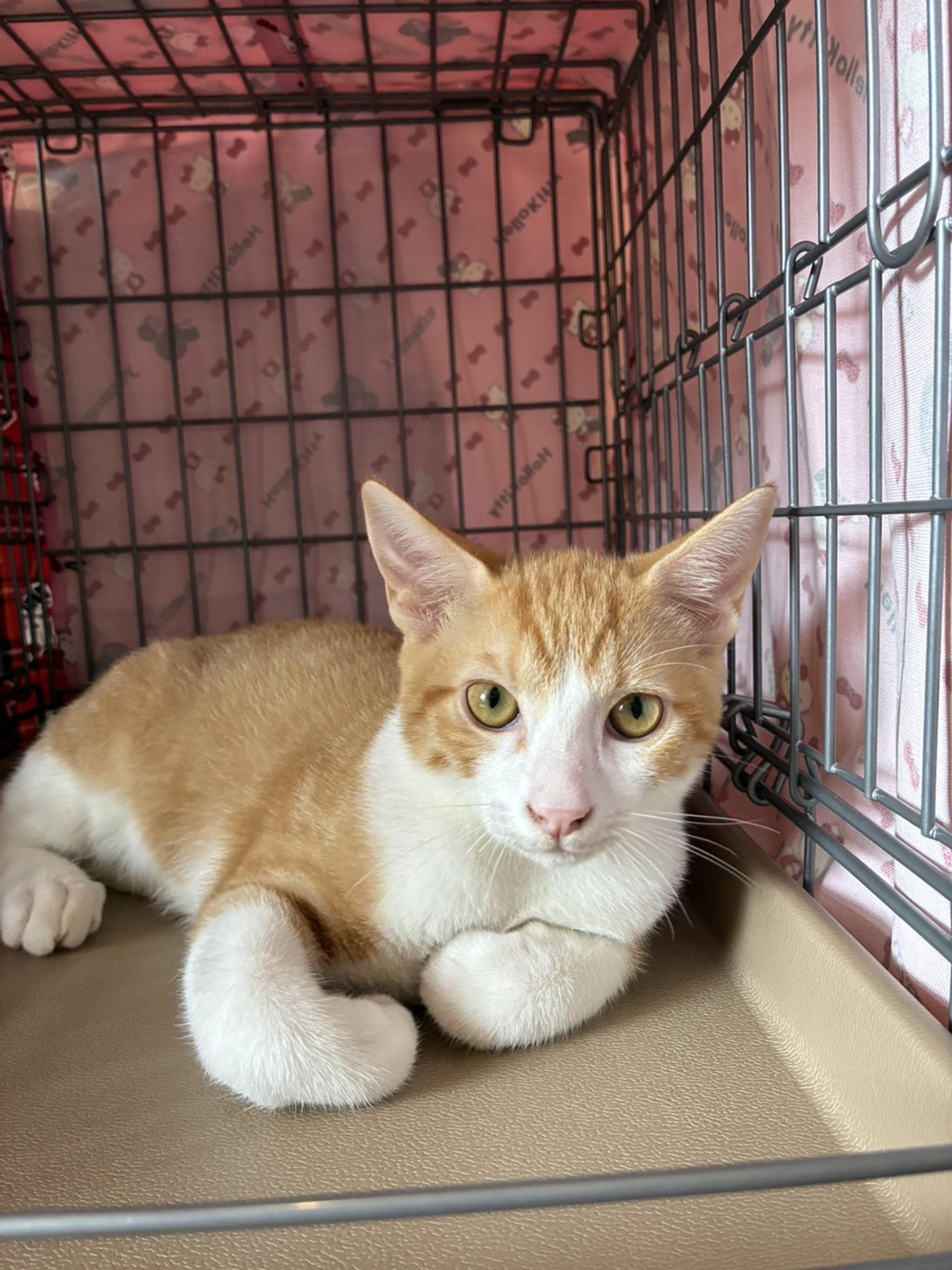 pet-image-2