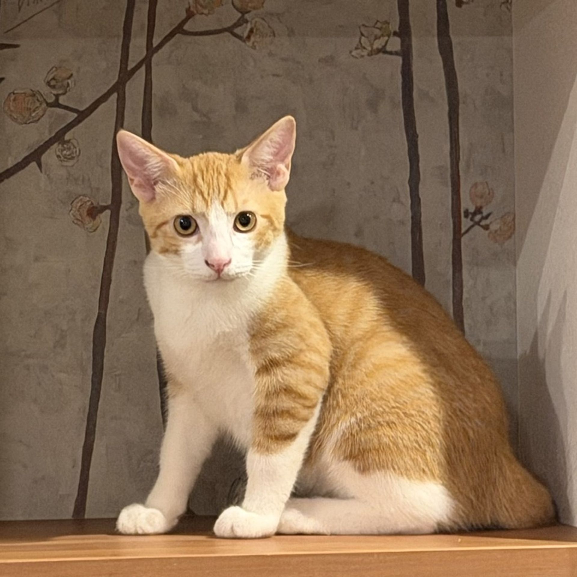 雑種（ミックス猫）・オスの里親募集の写真