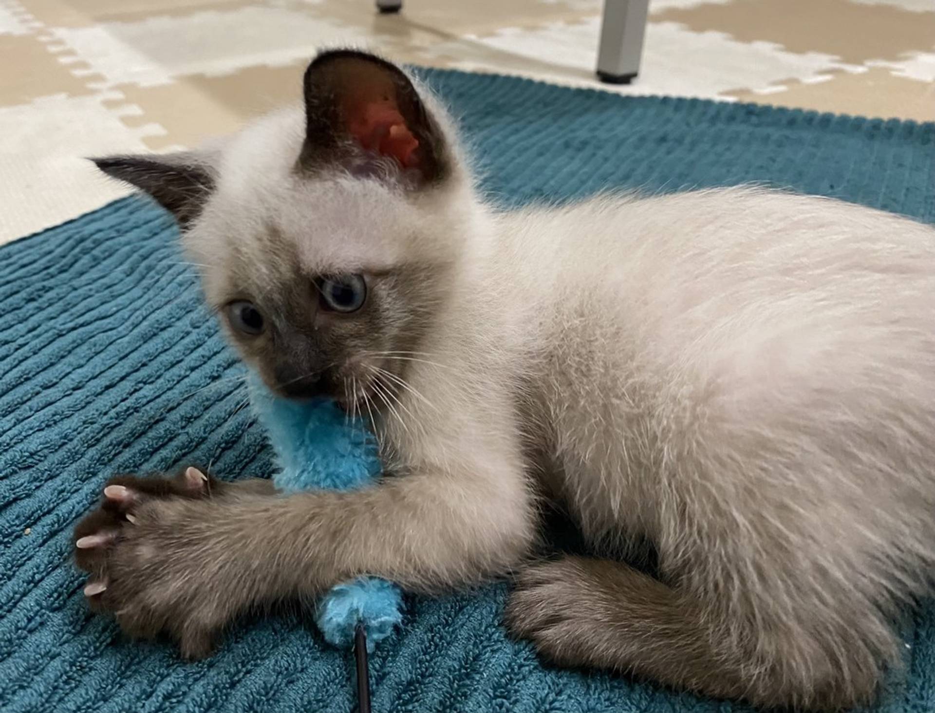 雑種（ミックス猫）・オスの里親募集の写真