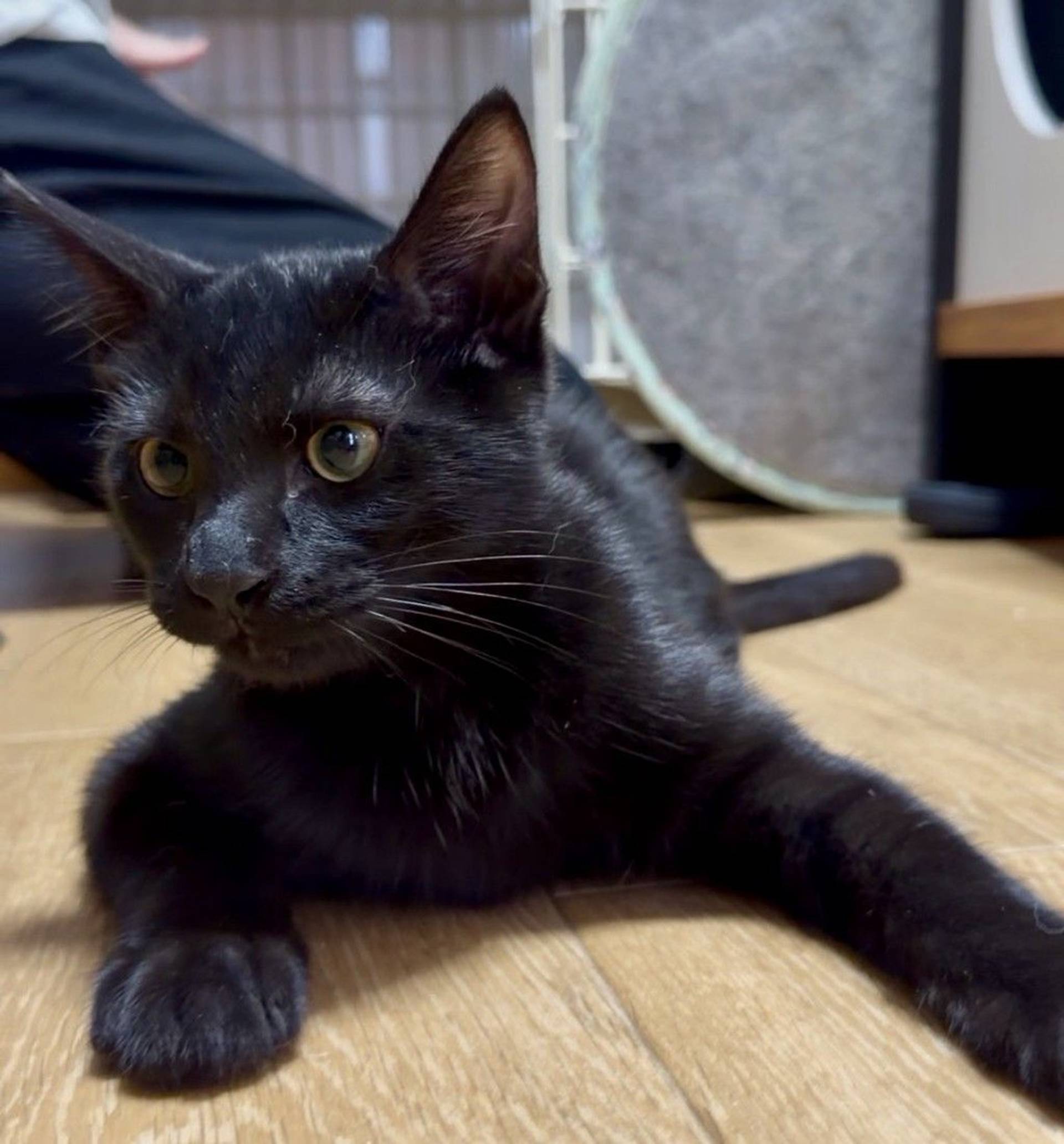 雑種（ミックス猫）・オスの里親募集の写真