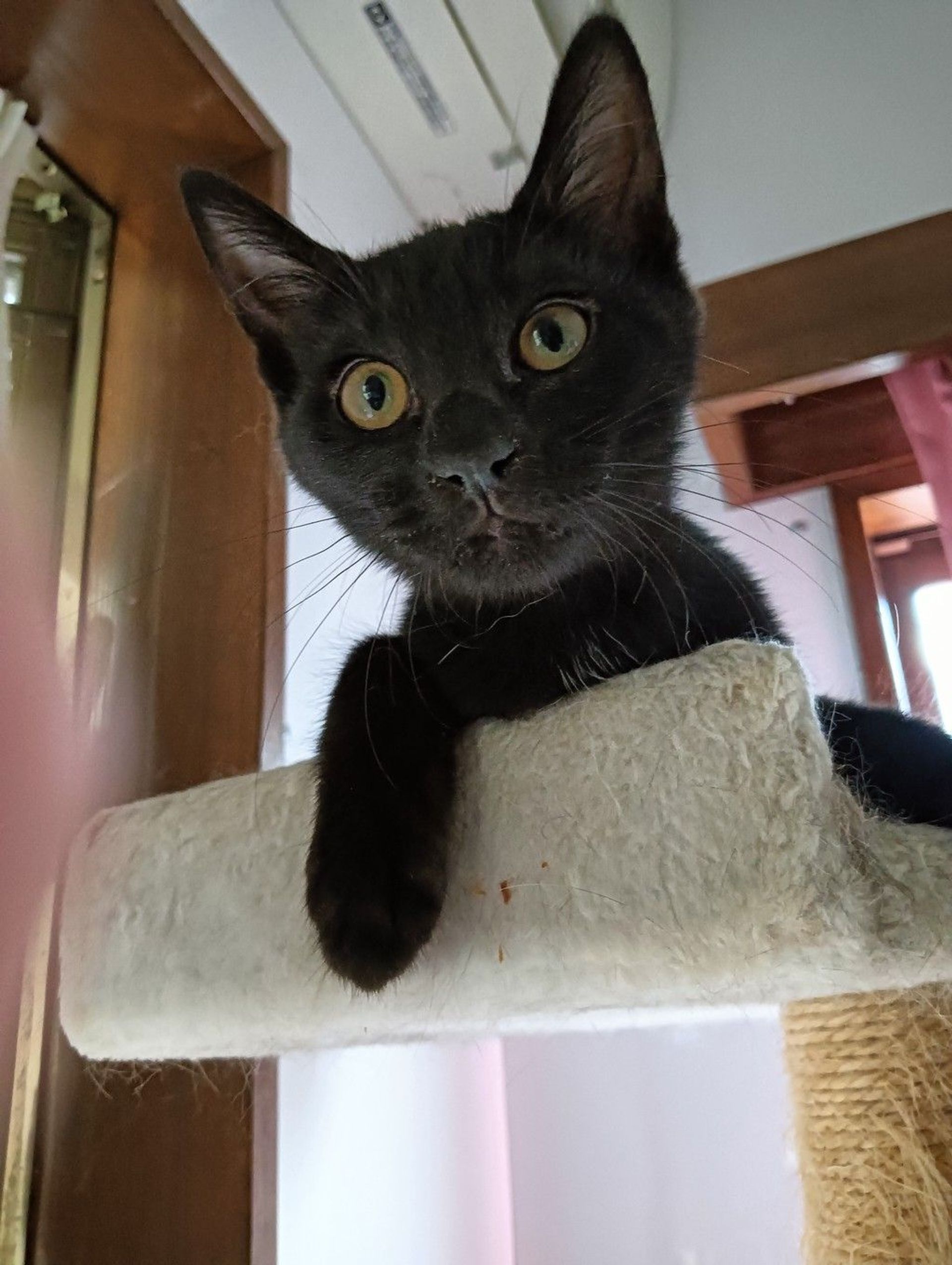 雑種（ミックス猫）・メスの里親募集の写真