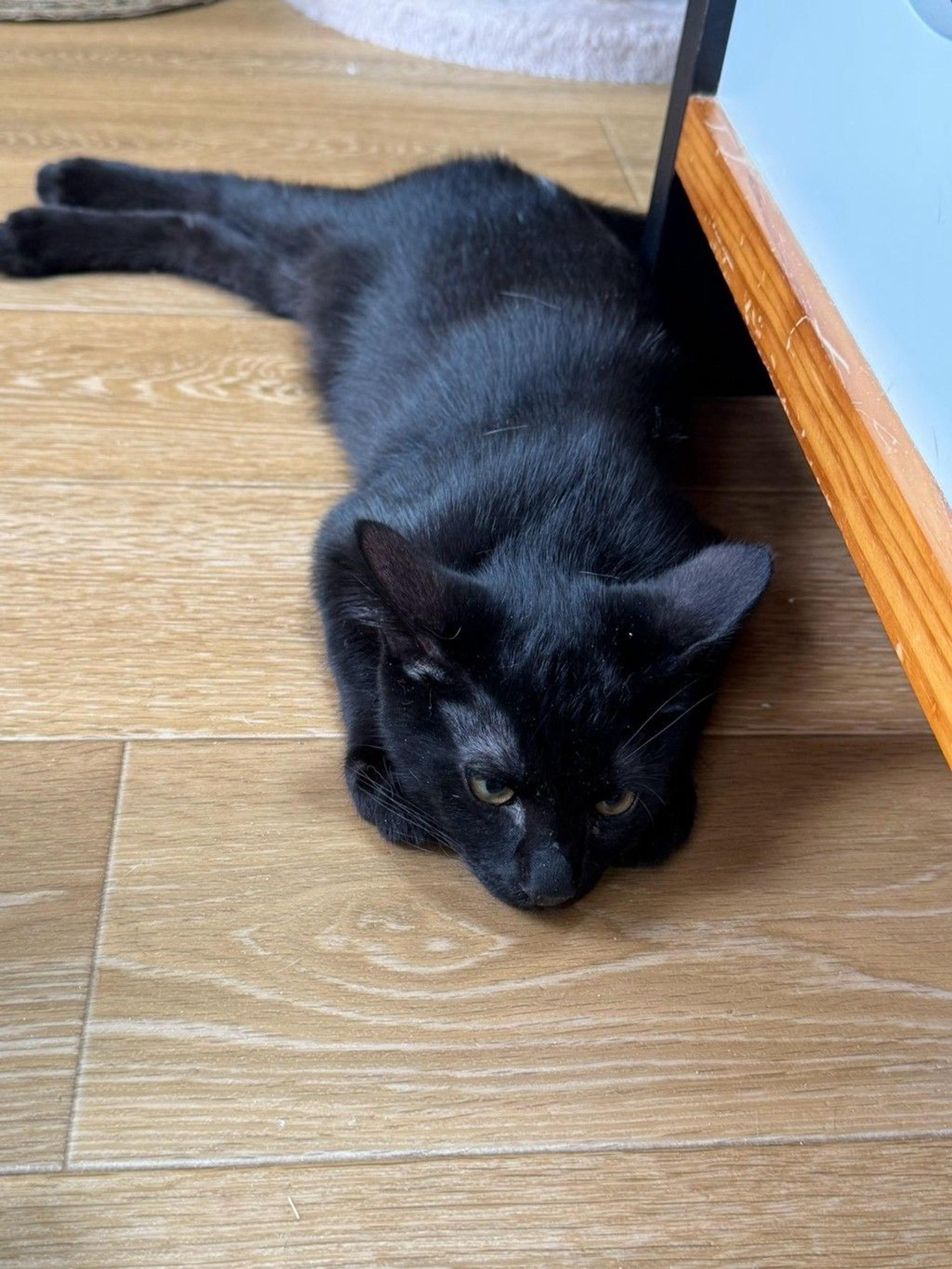 pet-image-4