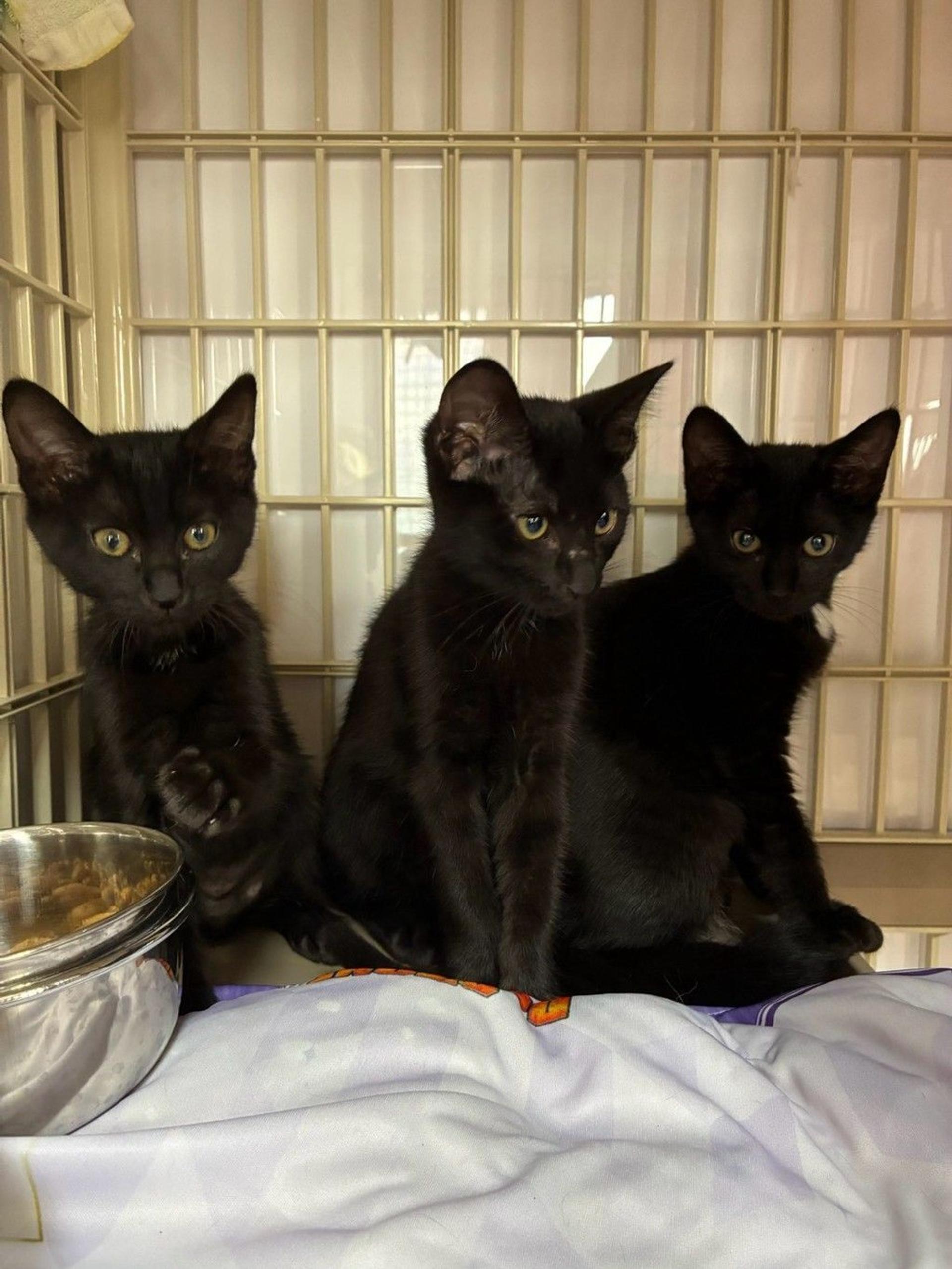 pet-image-5