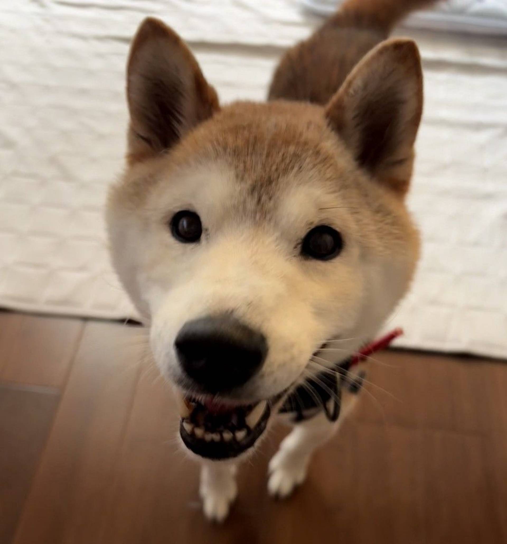 柴犬・オスの里親募集の写真
