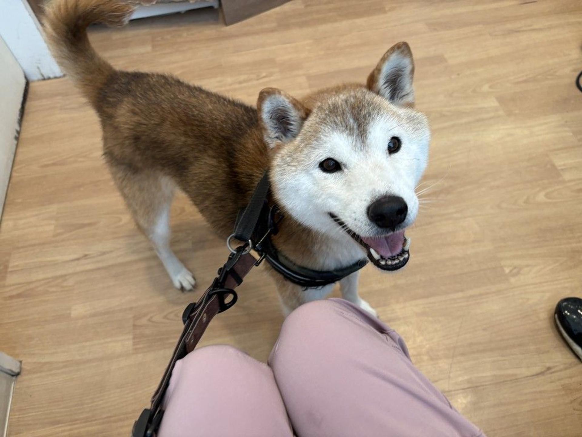 pet-image-2