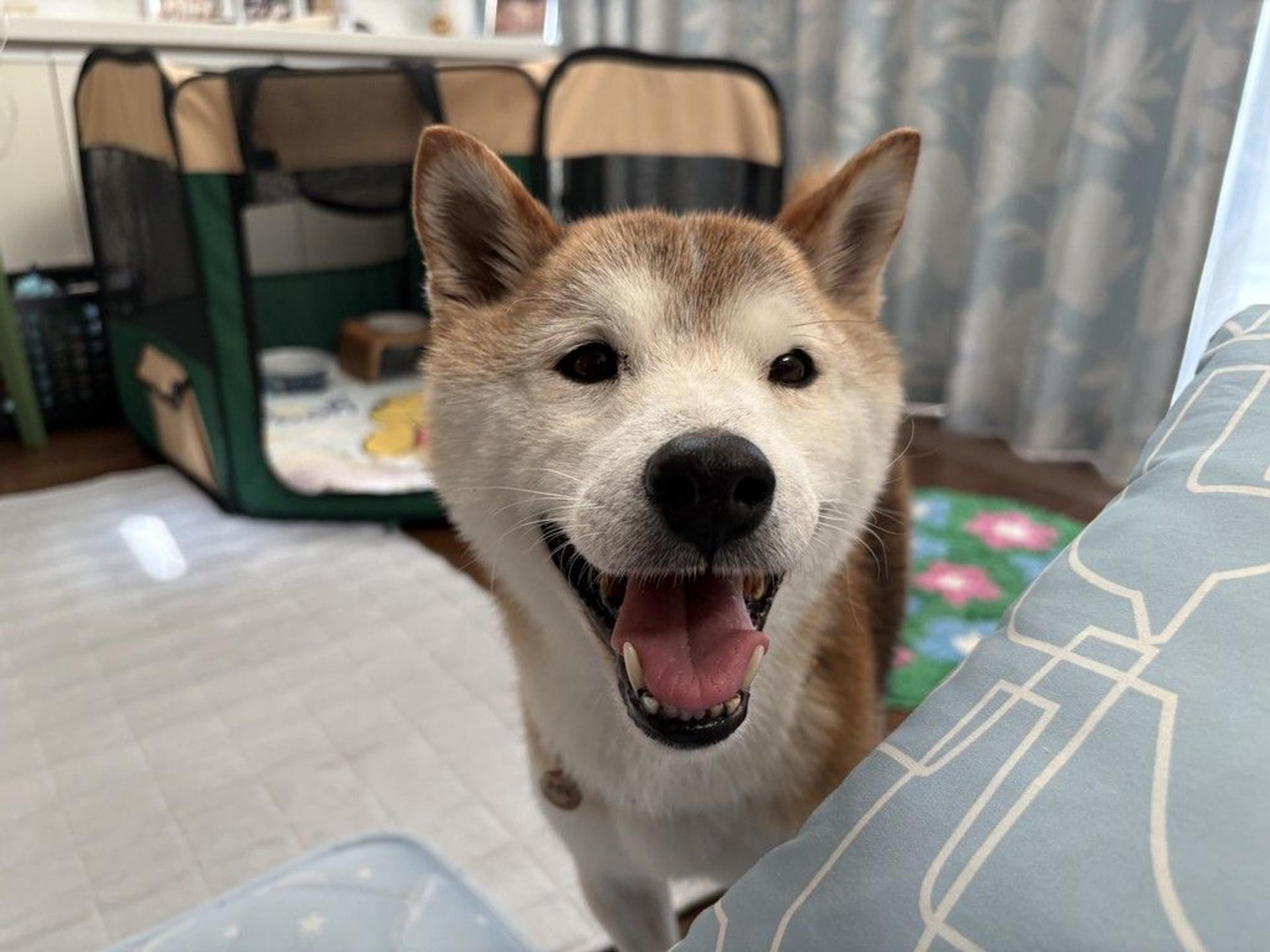 pet-image-4