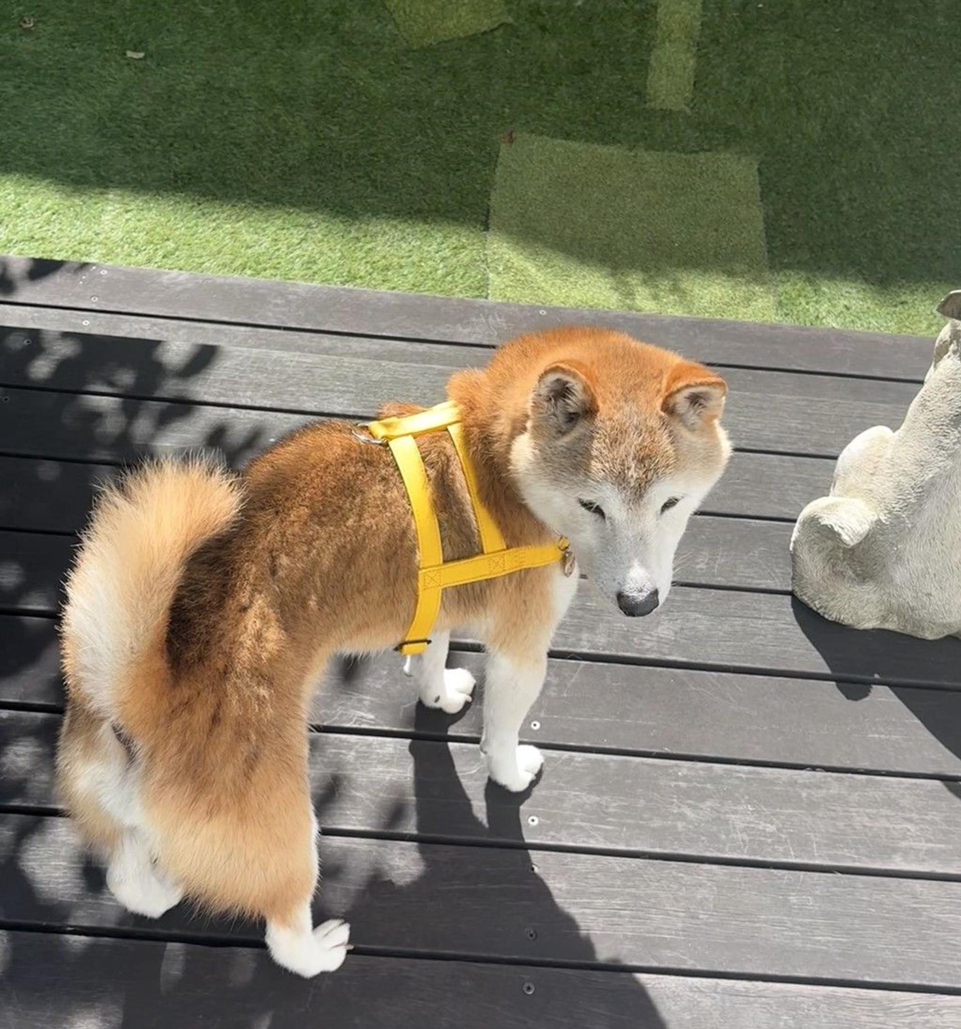 pet-image-5