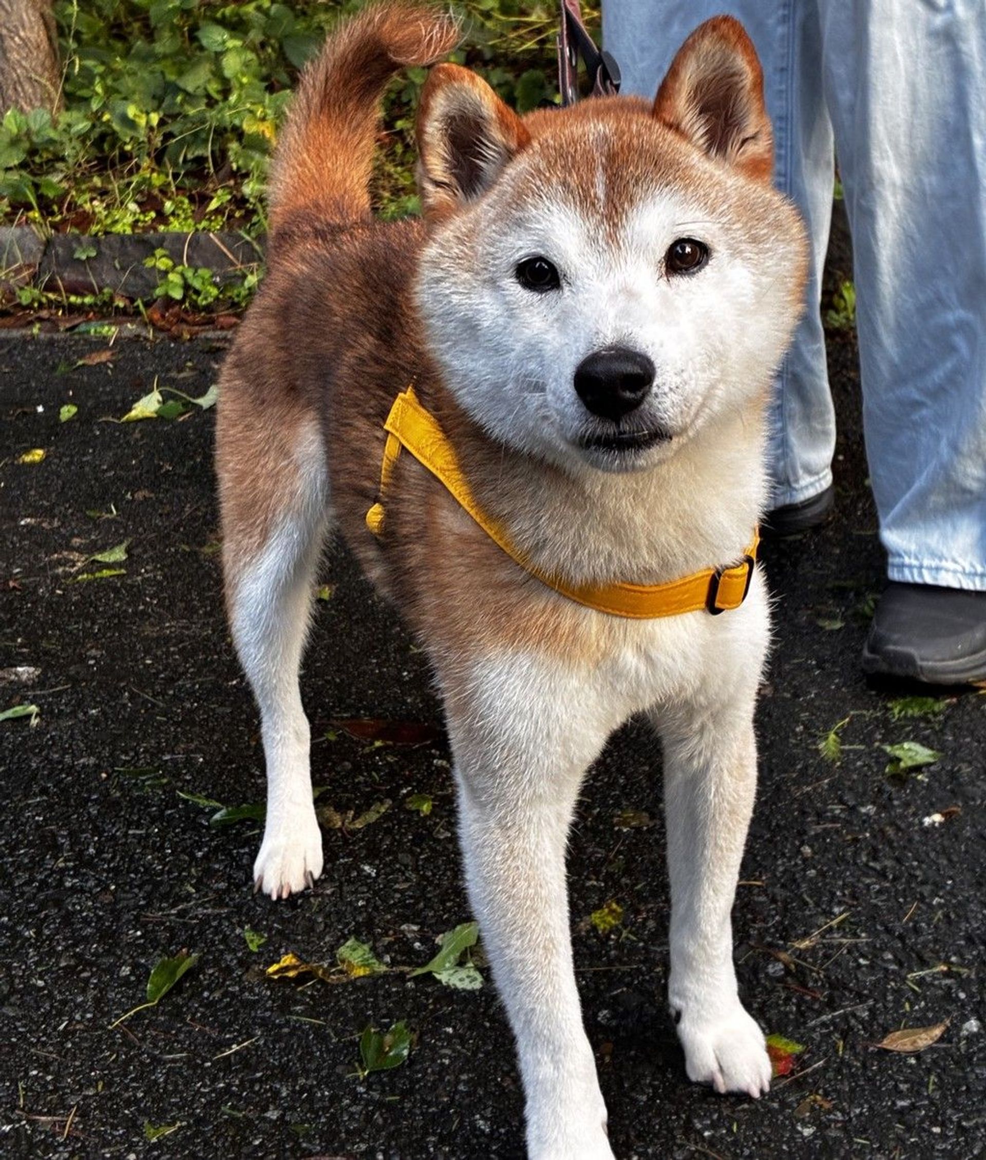 柴犬・オスの里親募集の写真