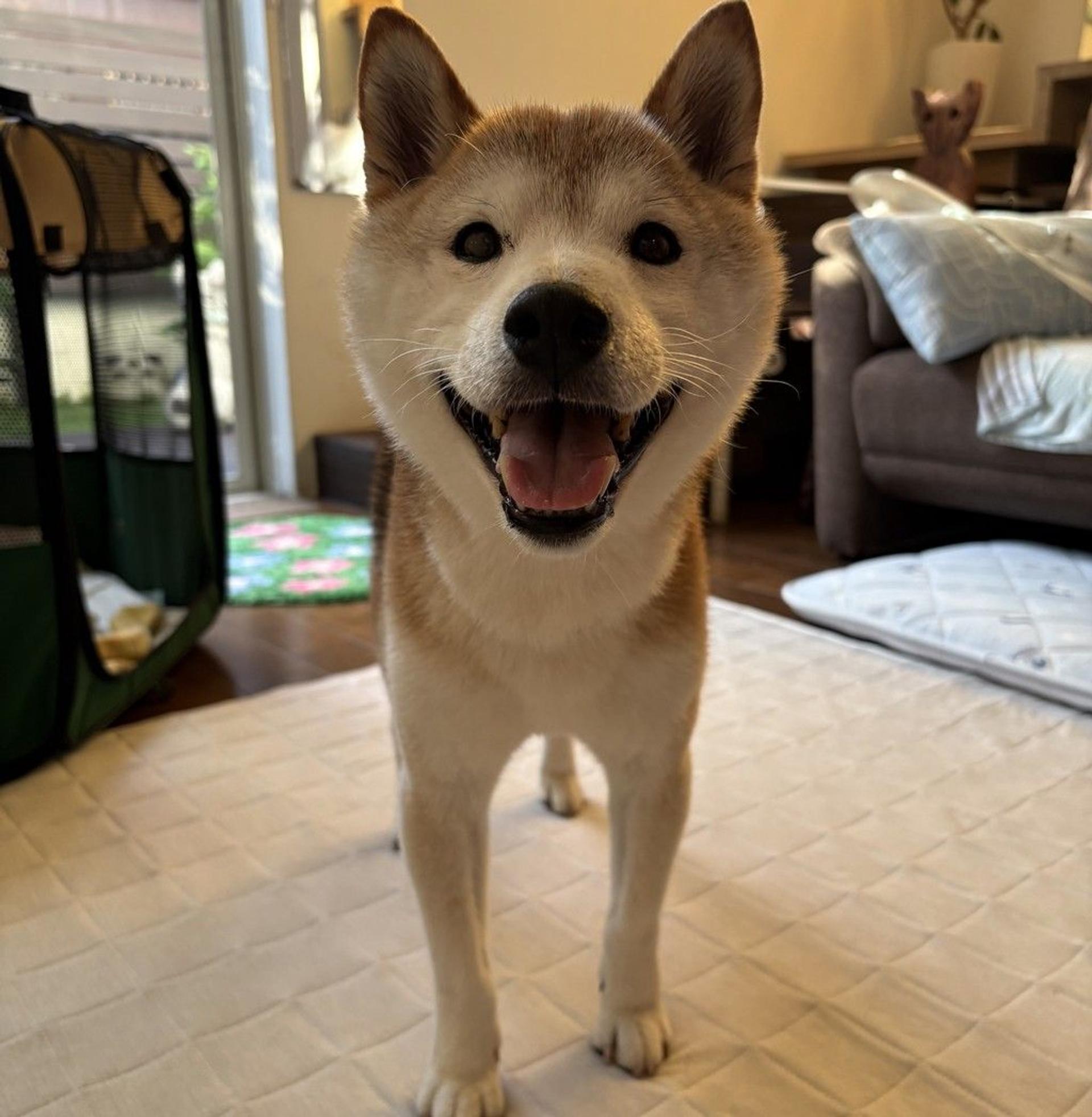 pet-image-2