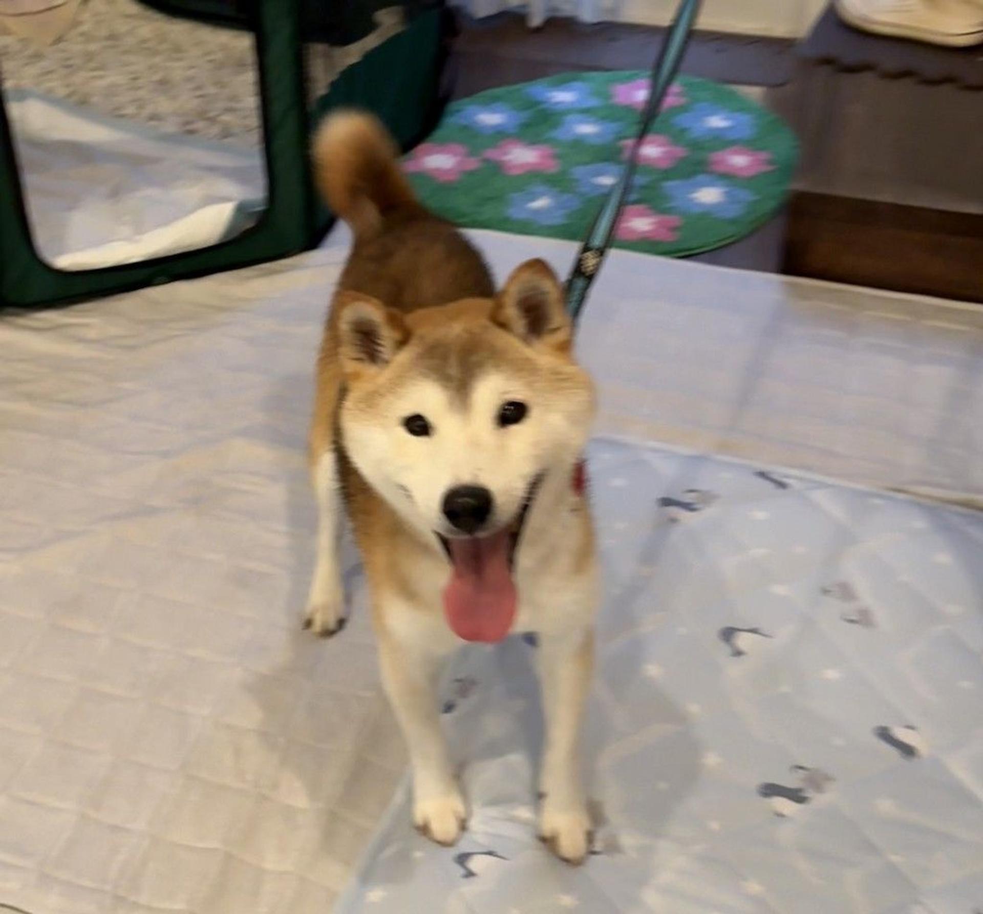 pet-image-8
