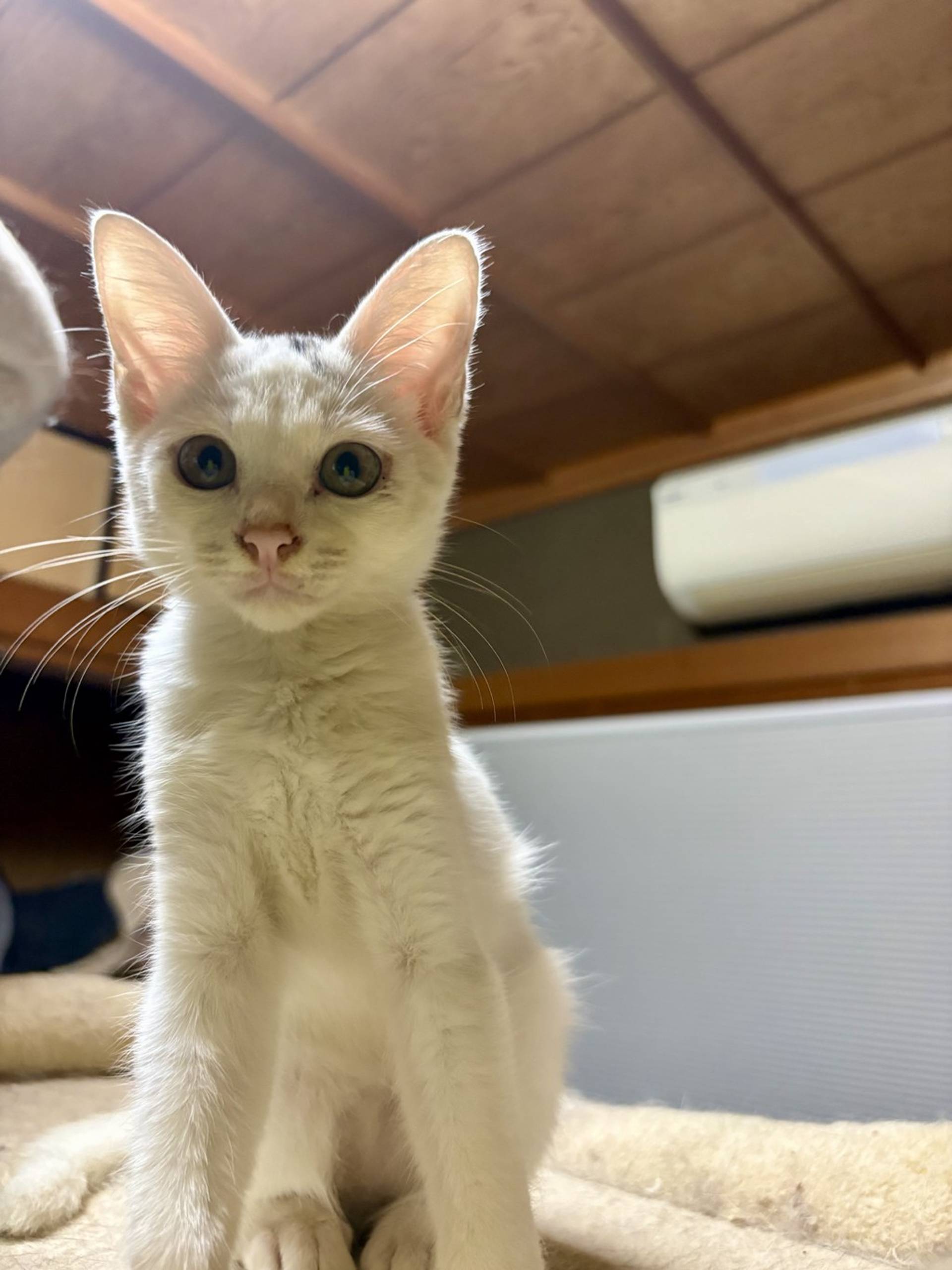 雑種（ミックス猫）・メスの里親募集の写真