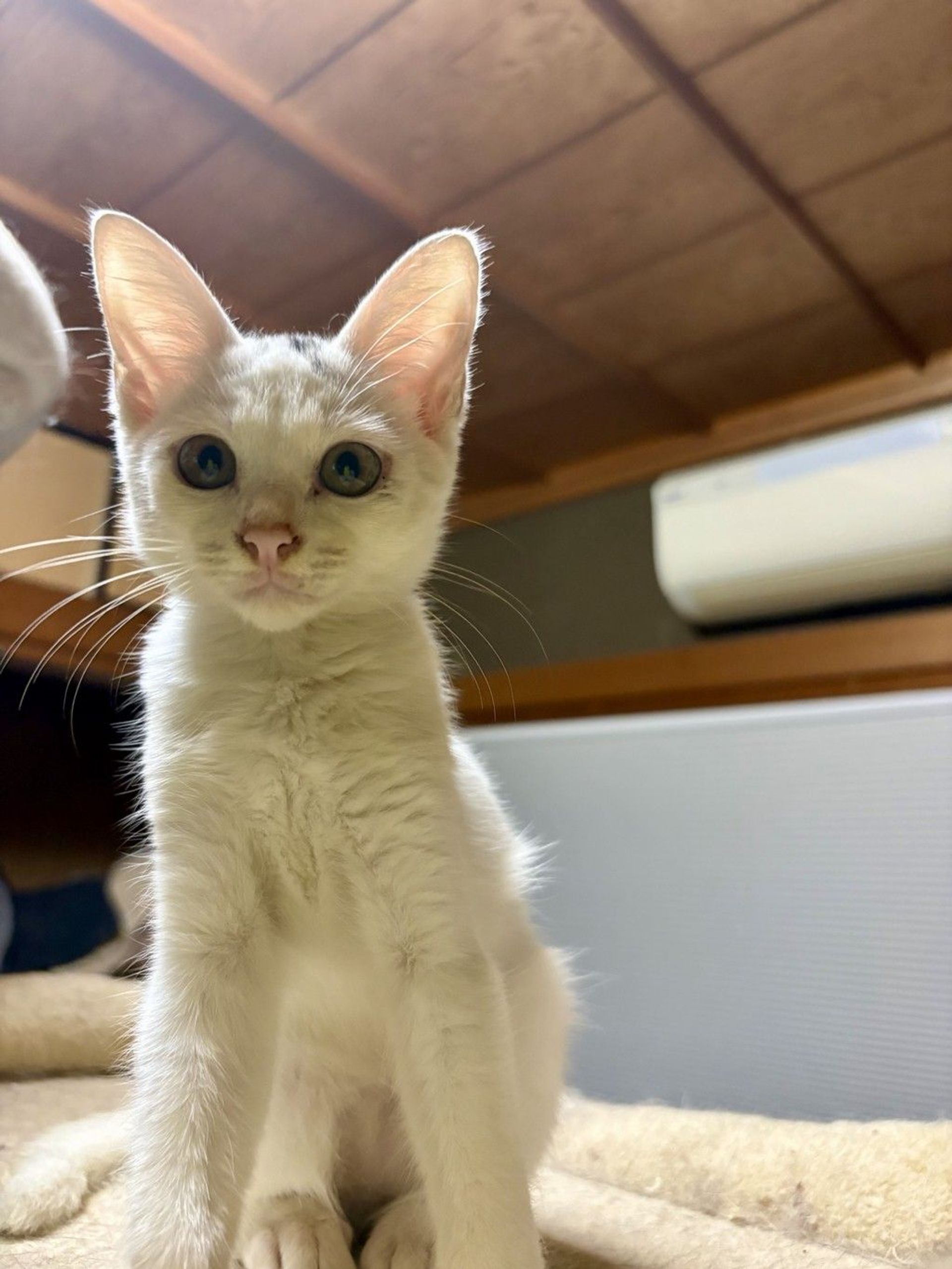 雑種（ミックス猫）・メスの里親募集の写真