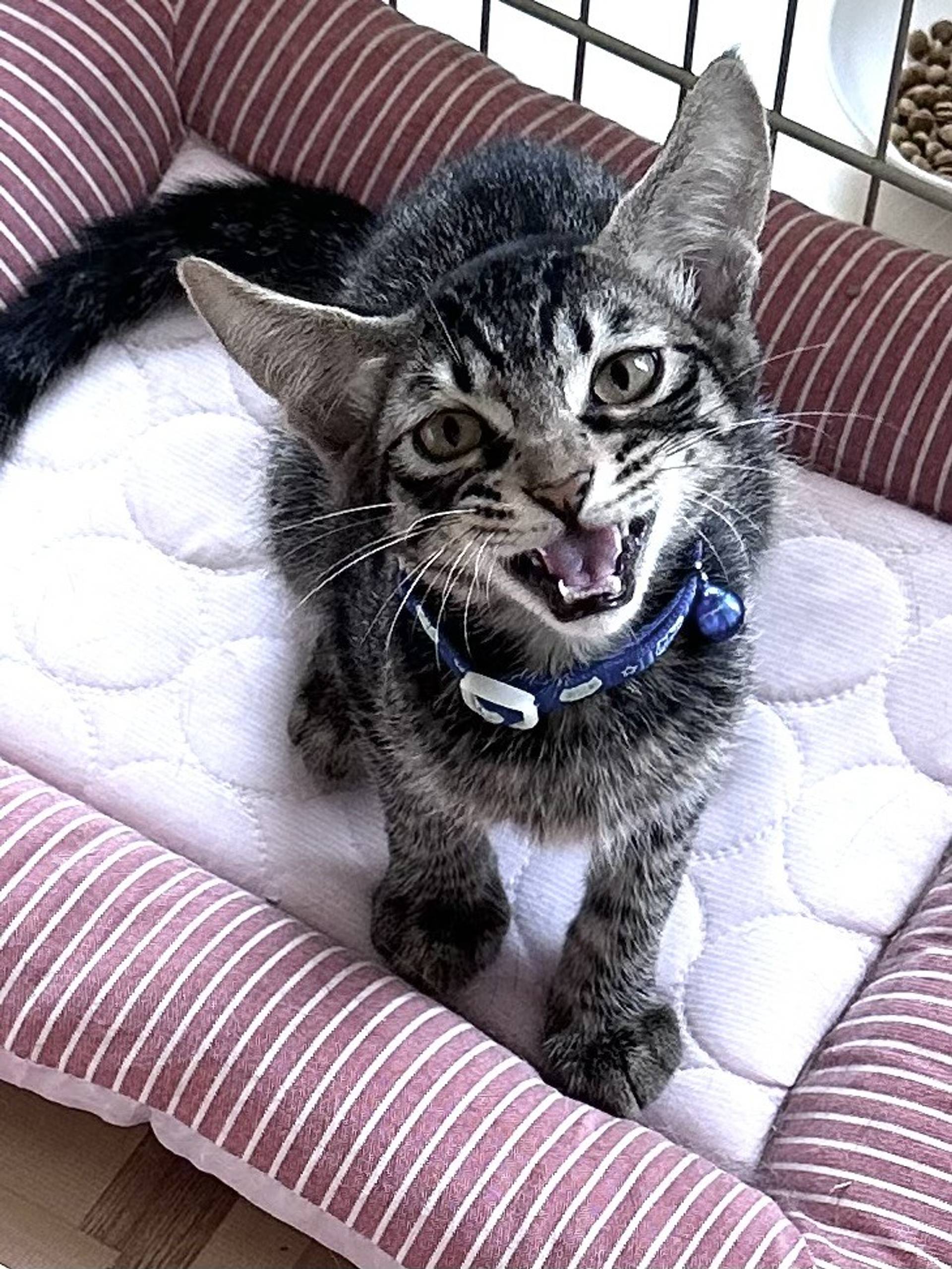 雑種（ミックス猫）・オスの里親募集の写真
