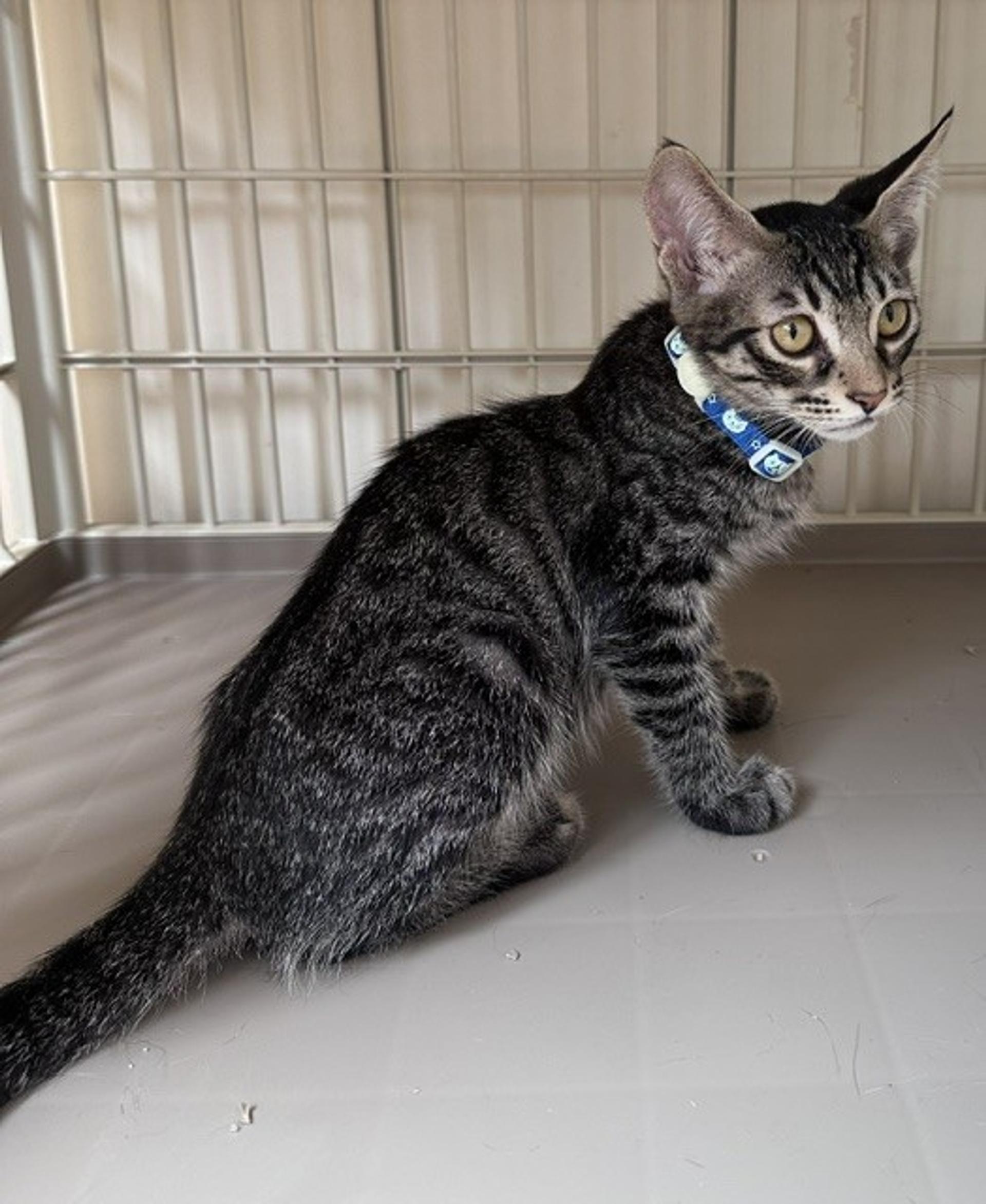 pet-image-3