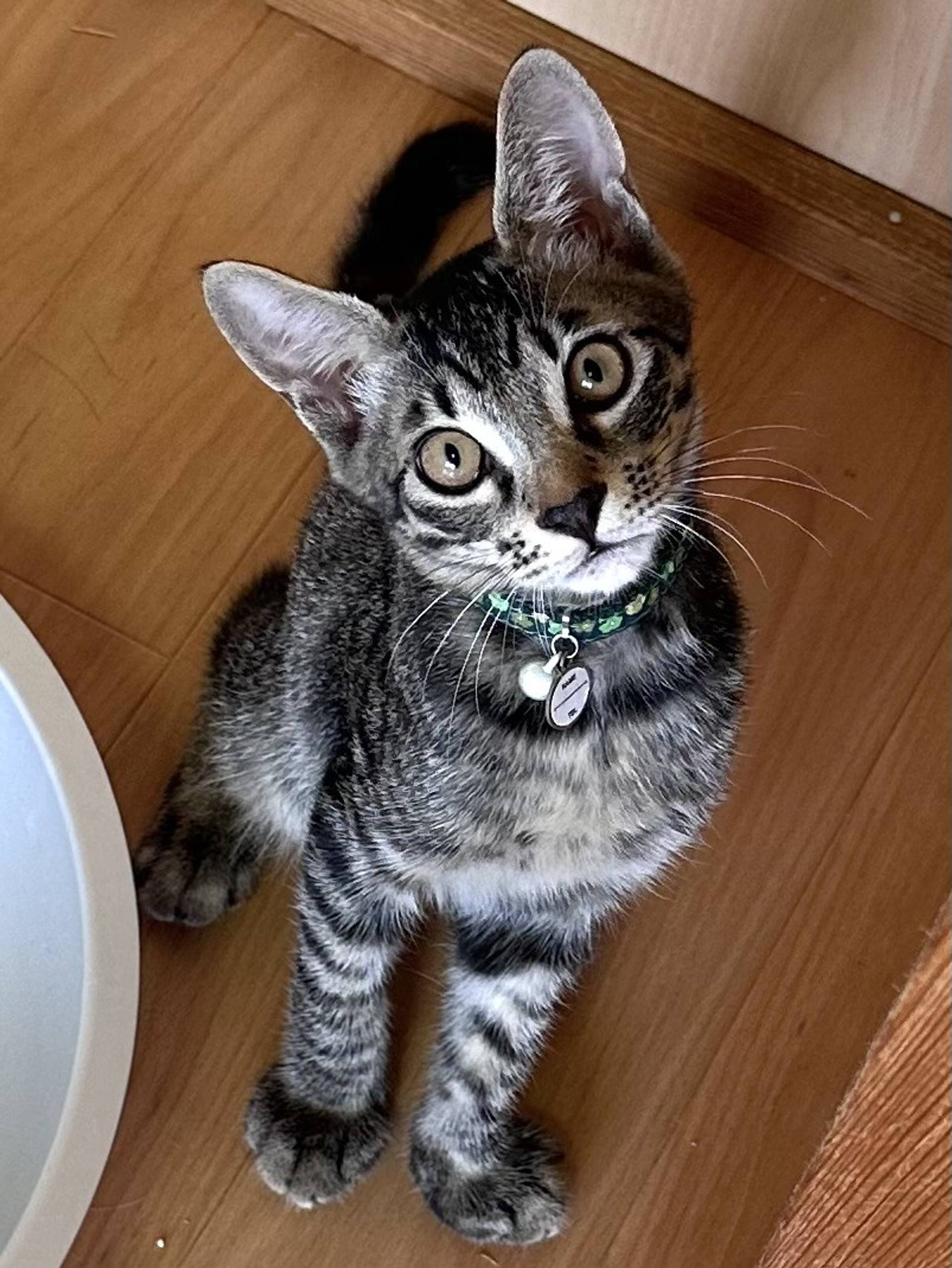 雑種（ミックス猫）・オスの里親募集の写真